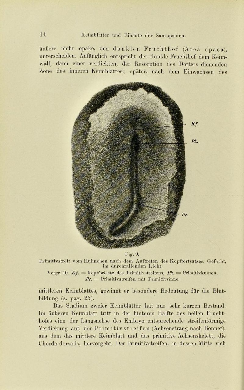 auBere mehr opake, den dunklen Fruchthof (Area opaca), unterscheiden. Anfanglich entspricht der dunkle Fruchthof dem Keim- wall, dann einer verdickten, der Resorption des Dotters dienenden Zone des inneren Keimblattes; spater, nach dem Einwachsen des Fig. 9. Primitivstreif vom Hulinchen nacli dem Auftreten des Kopffortsatzes. G-efarbt, im durchfallenden Liclit. Vergr. 40. Kf. = Kopfforfcsatz des Primitivstreifens, Pk. = Primitivknoten, Pr. = Primitivstreifen mit Primitivrinne. mittleren Keimblattes^ gewinnt er besondere Bedeutung fur die Blut- bildung (s. pag. 25). Das Stadium zweier Keimblatter hat nur sehr kurzen Bestand. Im auBeren Keimblatt tritt in der hinteren Hiilfte des hellen Fruclit- hofes eine der Langsachse des Embryo entsprechende streifenformige Yerdickung auf7 der Primitivstreifen (Achsenstrang nacli Bonnet), aus dem das mittlere Keimblatt und das primitive Achsenskelett, die Chorda dorsalis, hervorgeht. Der Primitivstreifen, in dessen Mitte sich
