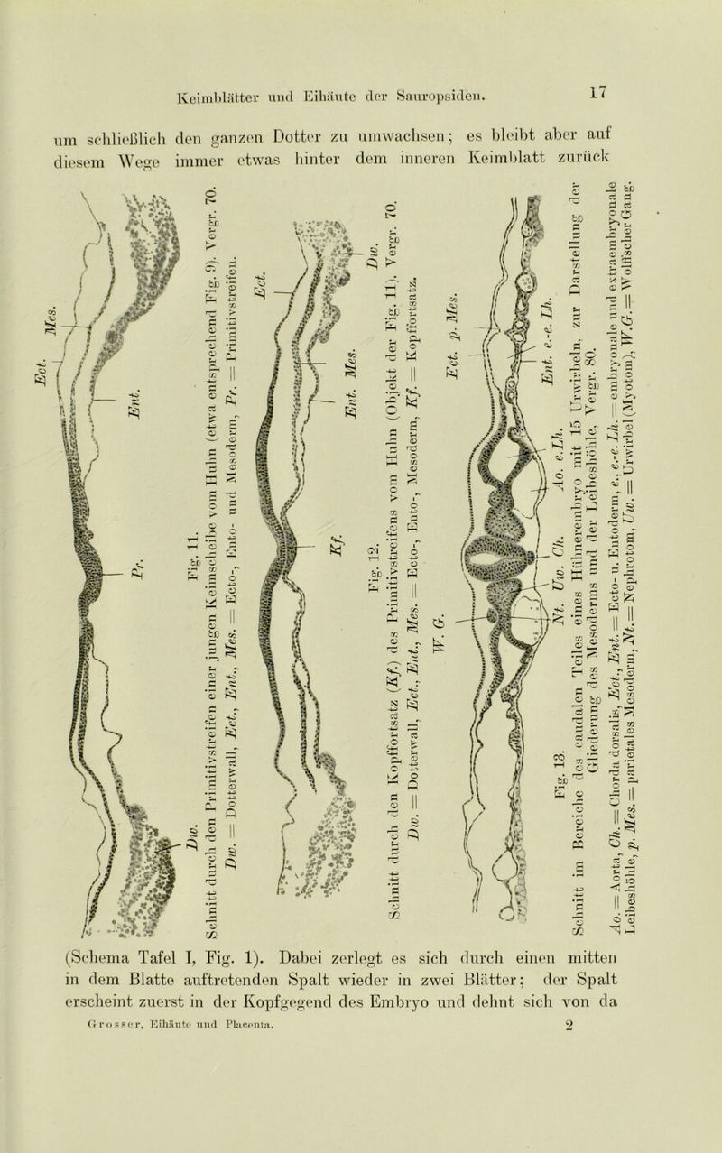 um schlieBlich den ganzen Dotter zu umwachsen; es bleibt aber auf diesem Wege immer etwas hinter dem inneren Keimblatt zuriick (Schema Tafel I, Fig. 1). Dabei zerlegt es sich durch einen mitten in dem Blatte anftretenden Spalt wieder in zwei Blatter; dor Spalt erscheint znerst in der Kopfgegend des Embryo und dehnt sicli von da Ci r o s s er, Eihaute und Placenta. Ho * r v, x HO O i§ if} __r £ £ &b cs a d es o © a © © .r/3 cs a: £ o ^-e • • ^ I r 1 a £ ® o H II I. II ^ H j§ cs cT © HI 9
