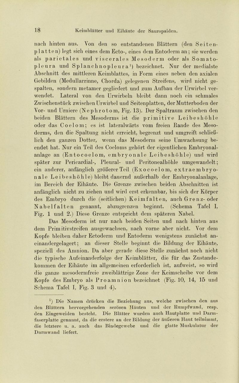 nach hinten aus. Yon den so entstandenen Blattern (den Seiten- plat ten) legt sich eines dem Ecto-, eines dem Entoderm an; sie werden als parietales und viscerales Mesoderm oder als Somato- pleura und Splanchnopleura1) bezeichnet. Nur der medialste Abschnitt des mittleren Keimblattes, in Form eines neben den axialen Gebilden (Medullarrinne, Chorda) gelegenen Streifens, wird nicht ge- spalten, sondern metamer gegliedert und zum Aufbau der Urwirbel ver- wendet. Lateral von den Urwirbeln bleibt dann noch ein schmales Zwischensttick zwischen Urwirbel und Seitenplatten, der Mutterboden der Yor- und Urniere (Nephrotom, Fig. 13). Der Spaltraum zwischen den beiden Blattern des Mesoderms ist die primitive Leibeshohle oder das Coelom; es ist lateralwarts vom freien Rande des Meso- derms, den die Spaltung nicht erreicht, begrenzt und umgreift schlieC- lich den ganzen Dotter, wenn das Mesoderm seine Umwachsung be- endet hat. Nur ein Teil des Coeloms gehort der eigentlichen Embryonal- anlage an (Entocoelom, embryonale Leibeshohle) und wird spater zur Pericardial-, Pleural- und Peritonealhohle umgewandelt; ein anderer, anfanglich groBerer Teil (Exocoelom, extraembryo- n a 1 e Leibeshohle) bleibt dauernd auBerhalb der Embryonal anlage, im Bereich der Eihaute. Die Grenze zwischen beiden Abschnitten ist anfanglich nicht zu ziehen und wird erst erkennbar, bis sich der Korper des Embryo durch die (seitlichen) Keimfatten, auch Grenz-oder Nabelfalten genannt, abzugrenzen beginnt. (Schema Tafel I, Fig. 1 und 2.) Diese Grenze entspricht dem spateren Nabel. Das Mesoderm ist nur nach beiden Seiten und nach hinten aus dem Primitivstreifen ausgewachsen, nach vorne aber nicht. Yor dem Kopfe bleiben daher Ectoderm und Entoderm wenigstens zunachst an- einandergelagert; an dieser Stelle beginnt die Bildung der Eihaute, speziell des Amnion. Da aber gerade diese Stelle zunachst noch nicht die typisehe Aufeinanderfolge der Keimblatter, die fur das Zustande- kommen der Eihaute im allgemeinen erforderlich ist, aufweist, so wird die ganze mesodermfreie zweiblattrige Zone der Keimscheibe vor dem Kopfe des Embryo als Pro amnion bezeichnet (Fig. 10, 14, 15 und Schema Tafel I, Fig. 3 und 4). x) Die Namen drucken die Bezieliung aus, welche zwischen den aus den Blattern hervorgehenden serosen Hauten und der Rumpfwand, resp. den Eingeweiden besteht. Dio Blatter wurden auch Hautplatte und Darm- faserplatte genannt, da die erstere an der Bildung der aufieren Haut teilnimmt, die letztere u. a. auch das Bindegewebe und die glatte Muskulatur der D arm wand liefert.