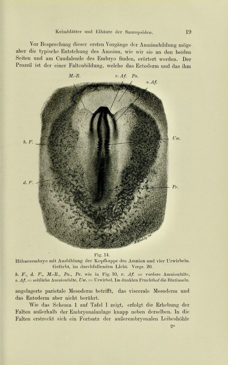 Vor Besprechung dieser ersten Vorgange der Amnionbildung moge aber die typische Entstehung des Amnion, wic wir sie an den beiden Seiten nnd am Caudalende des Embryo linden, erortert werden. Der ProzeO ist der einer Faltenbildung, welclie das Ectoderm nnd das ihm h.F. cl F. £ J. yi It- Mai Lame iwoiK1 ■ . A S '■ r ’ .“dji I ■ -Wf. C,. m ■r - jHJ' Uw. Pr. Fig-. 14. Hiihnerembryo mit Ausbildung der Kopfkappe des Amnion und vier Urwirbeln. Gefarbt, ini durclifallenden Liclit. Yergr. 20. h. F., cl F., M.-P., Pa., Pr. wie in Fig. 10, v. Af. = voixlere Amnionfalte, s. Af. = seitliche Amnionfalte, Uw. = Urwirbel. Im dnnklen Fruchthof die Blutinselu. angelagerte parietale Mesoderm betrifft, das viscerale Mesoderm und das Entoderm aber nicht beriihrt. Wie das Schema 1 auf Tafel I zeigt, erfolgt die Erhebung der Fatten auCerhalb der Embryonalanlage knapp neben derselben. In die Fatten erstreckt sich ein Fortsatz der auberembryonalen Leibeshohle