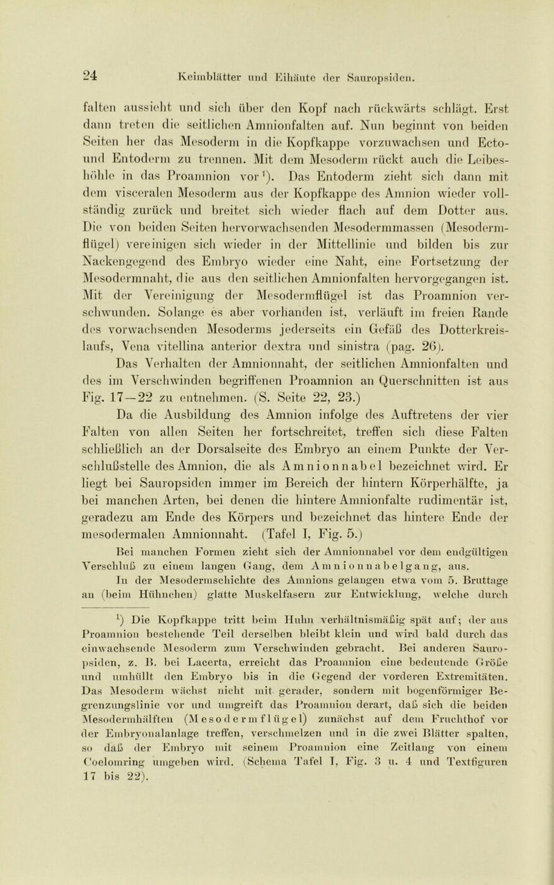 falten anssieht und sicli fiber den Kopf nach riickwarts schlagt. Erst dann treten die seitliclien Amnionfalten auf. Nun beginnt von beiden Seiten her das Mesoderm in die Kopfkappe vorznwacbsen und Ecto- und Entoderm zu trennen. Mit dem Mesoderm riickt auch die Leibes- hdhle in das Proamnion vor1). Das Entoderm zieht sich dann mit dem visceralen Mesoderm aus der Kopfkappe des Amnion wieder voll- standig zuriick und breitet sicli wieder flacli auf dem Dotter aus. Die von beiden Soiten hervorwachsenden Mesodermmassen (Mesoderm- fliigel) vereinigen sicli wieder in der Mittellinie und bilden bis zur Nackengegend des Embryo wieder eine Naht, eine Fortsetzung der Mesodermnaht, die aus den seitliclien Amnionfalten hervorgegangen ist. Mit der Vereinigung der Mesodermfliigel ist das Proamnion ver- scliwunden. Solange es aber vorhanden ist, verlauft im freien Rande des vorwachsenden Mesoderms jederseits ein Gefah des Dotterkreis- laufs, Vena vitellina anterior dextra und sinistra (pag. 26). Das Verhalten der Amnionnaht, der seitliclien Amnionfalten und des im Verschwinden begriffenen Proamnion an Querschnitten ist aus Fig. 17 — 22 zu entnelimen. (S. Seite 22, 23.) Da die Ausbildung des Amnion infolge des Auftretens der vier Falten von alien Seiten her fortschreitet, treffen sicli diese Falten sclilieblicli an der Dorsaiseite des Embryo an einem Punkte der Yer- scliluBstelle des Amnion, die als Amnionnabel bezeichnet wird. Er liegt bei Sauropsiden immer im Bereich der hintern Korperhalfte, ja bei manchen Arten, bei denen die hintere Amnionfalte rudimentar ist, geradezu am Ende des Korpers und bezeichnet das hintere Ende der mesodermalen Amnionnaht. (Tafel I, Fig. 5.) Bei manchen Formen zielit sich der Amnionnabel vor dem endgiiltigen o o Verschlub zu einem langen Gang, dem Amnionnabelgang, aus. In der Mesodermschichte des Amnions gelangen etwa vom 5. Bruttage an (beim Huhnchen) glatte Muskelfasern zur Entwicklung, welche durch *) Die Kopfkappe tritt beim Ilulm verhaltnismabig spat auf; der aus Proamnion bestehende Teil derselben bleibt klein und wird bald durch das einwachsende Mesoderm zum Verschwinden gebracht. Bei anderen Sauro- psiden, z. B. bei Lacerta, erreicht das Proamnion cine bedeutende Grobe und umhiillt den Embryo bis in die Gegend der vorderen Extremity ten. Das Mesoderm wachst niclit mit gerader, sondern mit bogenformiger Be- grenzungslinie vor und umgreift das Proamnion derart, dab sich die beiden Mesodermhalften (Mesodermfliigel) zunachst auf dem Fruchthof voi- der Embryonalanlage treffen, verschmelzen und in die zwei Blatter spalten, so dab der Embryo mit seinem Proamnion eine Zeitlang von einem Coelomring umgeben wird. (Schema Tafel T, Fig. 3 u. 4 und Textfiguren 17 bis 22).