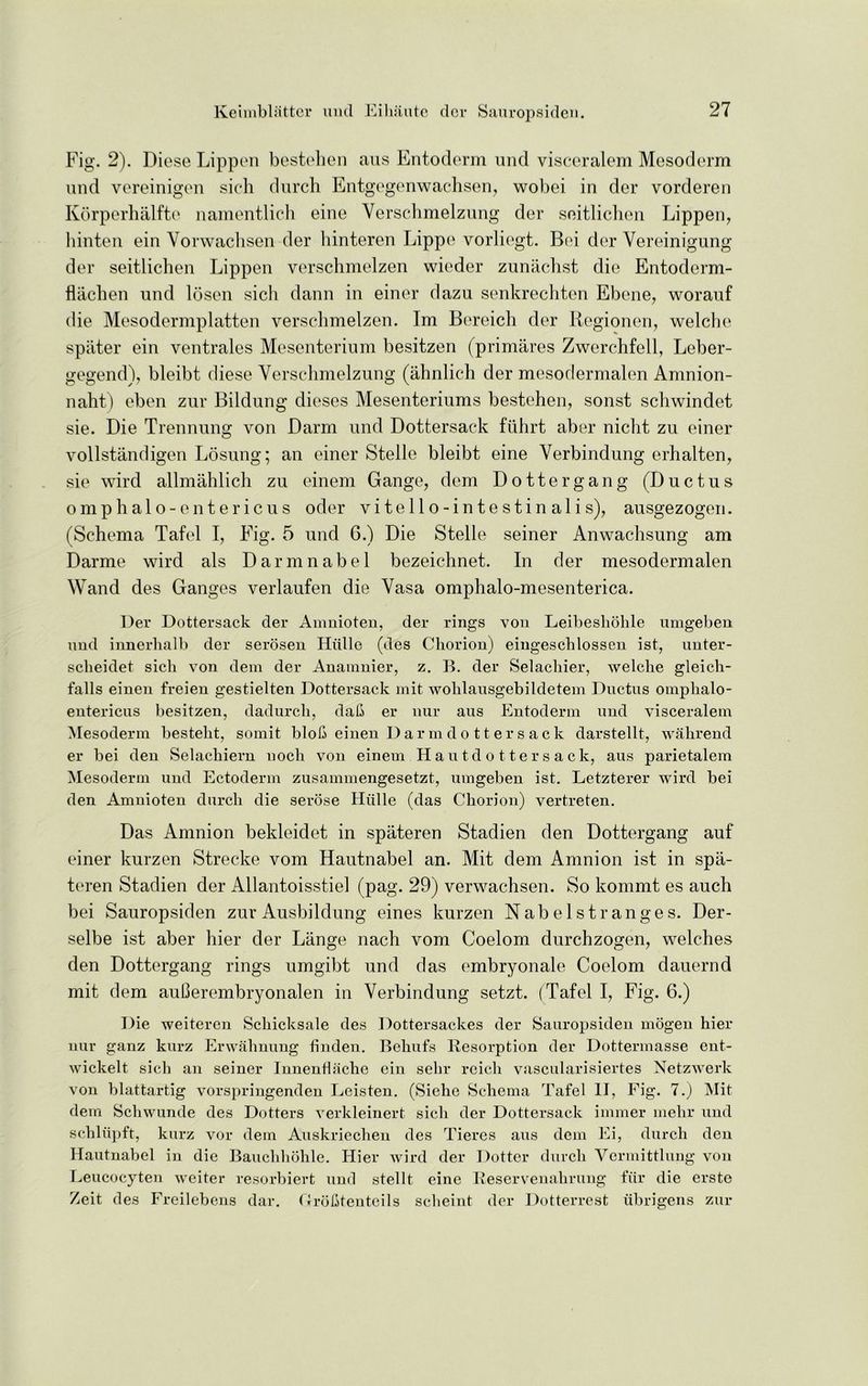 Fig. 2). Diese Lippen bestehen aus Entoderm nnd visceralem Mesoderm und vereinigen sieli durch Entgegenwachsen, wobei in der vorderen Korperhalfte namentlich eine Yersclimelznng der seitlichen Lippen, hinten ein Vorwachsen der hinteren Lippe vorliegt. Bei der Vereinigung der seitlichen Lippen verschmelzen wieder zunachst die Entoderm- flachen und losen sich dann in einer dazu senkrechten Ebene, worauf die Mesodermplatten verschmelzen. Im Bereich der Regionen, welche spater ein ventrales Mesenterium besitzen (primares Zwerchfell, Leber- gegend), bleibt diese Yerschmelzung (ahnlich der mesodermalen Amnion- naht) eben zur Bildung dieses Mesenteriums bestehen, sonst schwindet sie. Die Trennung von Darm und Dottersack fiihrt aber nicht zu einer vollstandigen Losung; an einer Stelle bleibt eine Verbindung erhalten, sie wird allmahlich zu einem Gange, dem Dottergang (Ductus omp halo-enteric us oder vitello-intestinalis), ausgezogen. (Schema Tafel I, Fig. 5 und 6.) Die Stelle seiner Anwachsung am Darme wird als Darmnabel bezeichnet. In der mesodermalen Wand des Ganges verlaufen die Yasa omphalo-mesenterica. Der Dottersack der Amnioten, der rings von Leibeshohle umgeben und innerhalb der serosen Hiille (des Chorion) eingeschlossen ist, unter- scheidet sich von dem der Anamnier, z. B. der Selachier, welche gleich- falls einen freien gestielten Dottersack mit wohlausgebildetem Ductus omplialo- entericus besitzen, dadurch, dab er nur aus Entoderm und visceralem Mesoderm besteht, somit blob einen D a r m d o 11 e r s a c k darstellt, wahrend er bei den Selachiern uoch von einem Hautdottersack, aus parietalem Mesoderm und Ectoderm zusammengesetzt, umgeben ist. Letzterer wird bei den Amnioten durch die serose Hiille (das Chorion) vertreten. Das Amnion bekleidet in spateren Stadien den Dottergang auf einer kurzen Strecke vom Hautnabel an. Mit dem Amnion ist in spa- teren Stadien der Allantoisstiel (pag. 29) verwachsen. So kommt es auch bei Sauropsiden zur Ausbildung eines kurzen Nab els t ranges. Der- selbe ist aber hier der Lange nach vom Coelom durchzogen, welches den Dottergang rings umgibt und das embryonale Coelom dauernd mit dem auOerembryonalen in Verbindung setzt. (Tafel I, Fig. 6.) Die weiteren Schicksale des Dottersackes der Sauropsiden mogeu hier nur ganz kurz Erwahnung finden. Behufs Resorption der Dottennasse ent- wickelt sich an seiner Innenflache ein selir reich vascularisiertes Netzwerk von blattartig vorspringenden Leisten. (Siehe Schema Tafel II, Fig. 7.) Mit dem Schwunde des Dotters verkleinert sich der Dottersack immer mehr und schliipft, kurz vor dem Auskriechen des Tieres aus dem Ei, durch den Hautnabel in die Bauchhohle. Hier wird der Dotter durch Vermittlung von Leucocyten weiter resorbiert und stellt eine Reservenahrung fur die erste Zeit des Freilebens dar. Ctrobtenteils scheint der Dotterrest iibrigens zur