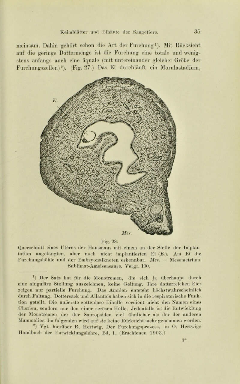 meinsam. Daliin gehort sclion die Al t der Furchung1). Mit Riicksicht auf die geringe Dottermenge ist die Furchung cine totale und wenig- stens anfangs auch cine aquale (mit untereinander gleicher GroBe der Furchungszellen)2). (Fig. 27.) Das Ei durchlauft ein Morulastadium, Fig. 28. Querschnitt eines Uterus tier Hausmaus mit einem an der Stelle der Implan- tation angelangten, aber noch niclit implantierten Ei (E.). Am Ei die Furchungshohle und der Embryonalknoten erkennbar. Mes. = Mesometrium. Sublimat-Ameisensaure. Vergr. 100. 1) Der Satz bat fiir die Monotremen, die sich ja iiberhaupt durcli eine singulare Stellung auszeicbnen, keine Geltung. Hire dotterreichen Eier zeigen nur partielle Furchung. Das Amnion entstelit hbchstwahrscheinlicli durcli Faltung. Dottersack und Allantois liaben sich in die respiratorische Funk- tion geteilt. Die auberste zottenlose Eihiille verdient nicht den Namen eines Chorion, sondern nur den einer serosen Hiille. Jedenfalls ist die Entwicklung der Monotremen der der Sauropsiden viel ahulicher als der der anderen Mammalier. Im folgenden wird auf sie keine Riicksicht mehr genommen werden. 2) Vgl. hieriiber R. Hertwig, Der Furchungsprozess, in 0. Hertwigs Handbucli der Entwicklungslehre, Bd. 1. (Erschienen 1903.)