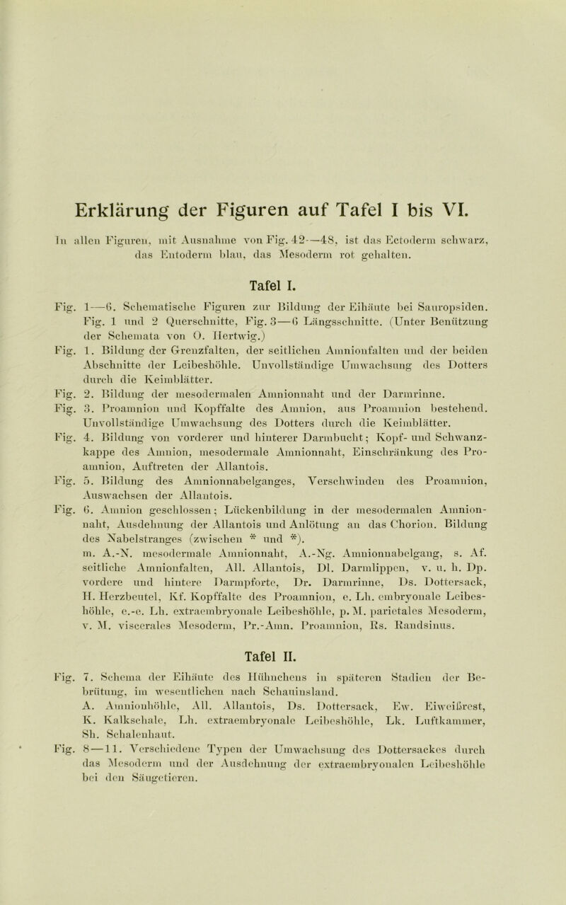 Erklarung der Figuren auf Tafel I bis VI. In alien Figuren, mit Ausnalnne von Fig. 42—48, ist das Ectoderm schwarz, das Entoderm blau, das Mesoderm rot gelialten. Tafel I. Fig. 1—G. Seliematisclie Figuren zur Bildung der Eihaute bei Sauropsiden. Fig. 1 und 2 Querschnitte, Fig. 3—G Langsschnitte. (Unter Beniitzung der Schemata von 0. Hertwig.) Fig. 1. Bildung der Grenzfalten, der seitliclien Amnionfalten und der beiden Absclinitte der Leibeshohle. Unvollstandige Umwachsung des Dotters durch die Keimblatter. Fig. 2. Bildung der mesodermalen Amnionnaht und der Darmrinne. Fig. 3. Proamnion und Ivopffalte des Amnion, aus Proamnion bestehend. Unvollstandige Umwachsung des Dotters durch die Keimblatter. Fig. 4. Bildung von vorderer und hinterer Darmbucht; Kopf-und Schwanz- kappe des Amnion, mesodermale Amnionnaht, Einschrankung des Pro- amnion, Auftreten der Allantois. Fig. 5. Bildung des Amnionnabelganges, Verscliwinden des Proamnion, Auswachsen der Allantois. Fig. G. Amnion gesclilossen; Ltickenbildung in der mesodermalen Amnion- naht, Ausdehnung der Allantois und Anlotung an das Chorion. Bildung des Nabelstranges (zwisclien * und *). m. A.-N. mesodermale Amnionnaht, A.-Ng. Amnionnabclgang, s. Af. seitliche Amnionfalten, All. Allantois, Dl. Darmlippen, v. u. h. Dp. vordere und hintere Darmpforte, Dr. Darmrinne, Ds. Dottersack, H. Herzbeutel, Kf. Kopffalte des Proamnion, e. Lli. embryonale Leibes- hohlc, c.-c. Lh. extraembryonale Leibeshohle, p. M. parietales Mesoderm, v. M. viscerales Mesoderm, Pr.-Amn. Proamnion, Rs. Randsinus. Tafel II. Fig. 7. Schema der Eihaute des Hrihnchens in spateren Stadien der Be- briitung, im wesentlichen nach Scliauinsland. A. Amnionhohlc, All. Allantois, Ds. Dottersack, Ew. Eiweihrest, K. Kalkschalc, Lh. extraembryonale Leibeshohle, Lk. Luftkammer, Sh. Schalenhaut. Fig. 8 —11. Yerschicdene Typen der Umwachsung des Dottersackes durch das Mesoderm und der Ausdehnung der extraembryonalcn Leibeshohle bei den Saugetieren.