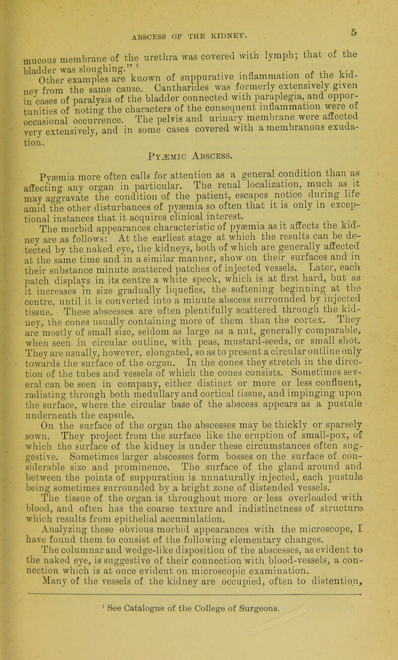 mucous membrane of the urethra was covered with lymph; that of the bladder was sloughing.” 1 . . „ ,. , ,, , . •, Other examples are known of suppurative inflammation of the kid- nev from the same cause. Cantharid.es was formerly extensively given in cases of paralysis of the bladder connected with paraplegia, and oppor- tunities of noting the characters of the consequent inflammation were of occasional occurrence. The pelvis and urinary membrane were affected very extensively, and in some cases covered with a membranous exuda- tion. Pyjemic Abscess. Pvfemia more often calls for attention as a general condition than as affectin'* any organ in particular. The renal localization, much as it may a^^ravate the condition of the patient, escapes notice during life amid the other disturbances of pyaemia so often that it is only in excep- tional instances that it acquires clinical interest. The morbid appearances characteristic of pyaemia as it afEects the kid- ney are as follows: At the earliest stage at which the results can be de- tected by the naked eye, the kidneys, both of which are generally affected at the same time and in a similar manner, show on their surfaces and in their substance minute scattered patches of injected vessels. Later, each patch displays in its centre a white speck, which is at first hard, but as it increases in size gradually liquefies, the softening beginning at the centre, until it is converted into a minute abscess surrounded by injected tissue. These abscesses are often plentifully scattered through the kid- ney, the cones usually containing more of them than the cortex. They are mostly of small size, seldom as large as a nut, generally comparable, when seen in circular outline, with peas, mustard-seeds, or small shot. They are usually, however, elongated, so as to present a circular outline only towards the surface of the organ. In the cones they stretch in the direc- tion of the tubes and vessels of which the cones consists. Sometimes sev- eral can be seen in company, either distinct or more or less confluent, radiating through both medullary and cortical tissue, and impinging upon the surface, where the circular base of the abscess appears as a pustule underneath the capsule. On the surface of the organ the abscesses may be thickly or sparsely sown. They project from the surface like the eruption of small-pox, of which the surface of the kidney is under these circumstances often sug- gestive. Sometimes larger abscesses form bosses on the surface of con- siderable size and prominence. The surface of the gland around and between the points of suppuration is unnaturally injected, each pustule being sometimes surrounded by a bright zone of distended vessels. The tissue of the organ is throughout more or less overloaded with blood, and often has the coarse texture and indistinctness of structure which results from epithelial accumulation. Analyzing these obvious morbid appearances with the microscope, I have found them to consist of the following elementary changes. The columnar and wedge-like disposition of the abscesses, as evident to the naked eye, is suggestive of their connection with blood-vessels, a con- nection which is at once evident on microscopic examination. Many of the vessels of the kidney are occupied, often to distention. See Catalogue of the College of Surgeons.