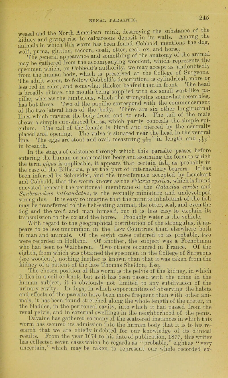 weasel and the North American mink, destroying the substance of the kidnev and giving rise to calcareous deposit m its walls. Among tne animals in which this worm has been found Cobbold mentions the dog, wolf, puma, glutton, racoon, coati, otter, seal, ox, and horse. . The general appearance and something of the anatomy of the animal may be gathered from the accompanying woodcut, which represents the specimen which, on Cobbold’s authority, we may accept as undoubtedly from the human body, which is preserved at the College of burgeons. The adult worm, to follow CobbolcTs description, is cylindrical, more or less red in color, and somewhat thicker behind than in front. The head is broadly obtuse, the mouth being supplied with six small wart-like pa- pillae, whereas the lumbricus, which the strongulus somewhat resembles, has but three. Two of the papillie correspond with the commencement of the two lateral lines of the body. There are six other longitudinal lines which traverse the body from end to end. The tail of the male shows a simple cup-shaped bursa, which partly conceals the simple spi- culum. The tail of the female is blunt and pierced by the centrally placed anal opening. The vulva is situated near the head in the ventral line. The eggs are stout and oval, measuring Aw iu length and -5%-$. in breadth. In the stages of existence through which this parasite passes before entering the human or mammalian body and assuming the form to which the term gig as is applicable, it appears that certain fish, as probably in the case of the Bilharzia, play the part of intermediary bearers. It has been inferred by Schneider, and the interference accepted by Leuckart and Cobbold, that the worm known as the Filaria cystica, which is found encysted beneath the peritoneal membrane of the Galaxias scriba and Synbranchus laticaudatus, is the sexually miniature and undeveloped strongulus. It is easy to imagine that the minute inhabitant of the fish may be transferred to the fish-eating animal, the otter, seal, and even the dog and the wolf, and man himself, but it is less easy to explain its transmission to the ox and the horse. Probably water is the vehicle. With regard to the geographical distribution of the strongulus, it ap- pears to be less uncommon in the Low Countries than elsewhere both in man and animals. Of the eight cases referred to as probable, two were recorded in Holland. Of another, the subject was a Frenchman who had been to Walcheren. Two others occurred in France. Of the eighth, from which was obtained the specimen in the College of Surgeons (see woodcut), nothing further is known than that it was taken from the kidney of a patient of the late Thomas Sheldon, Esq. The chosen position of this worm is the pelvis of the kidney, in which it lies in a coil or knot; but as it has been passed with the urine in the human subject, it is obviously not limited to any subdivision of the urinary cavity. In dogs, in which opportunities of observing the habits and effects of the parasite have been more frequent than with other ani- mals, it has been found stretched along the whole length of the ureter, in the bladder, in the peritoneal cavity, into which it had passed from the renal pelvis, and in external swellings in the neighborhood of the penis. Davaine has gathered so many of the scattered instances in which this worm has secured its admission into the human body that it is to his re- search that we are chiefly indebted for our knowledge of its clinical results. From the year 1674 to his date of publication, 1877, this writer has collected seven cases which he regards as “probable,” eight as “very uncertain,” which may be taken to represent our whole recorded ex-