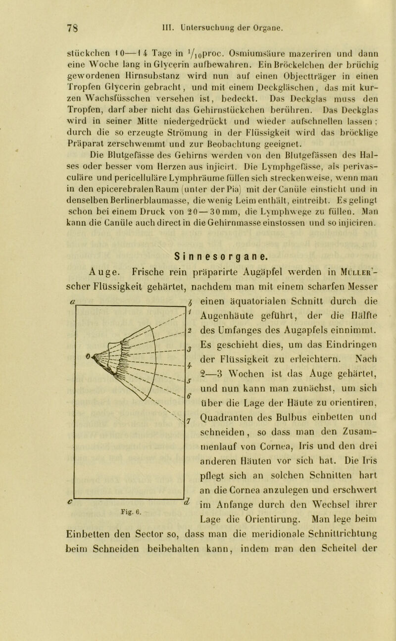 Stückchen 10—14 Tage in ’/ioPt'Oc. Osmiumsäure mazeriren und dann eine Woche lang in Glycerin aufbewahren. Ein Bröckelchen der brüchig gewordenen Hirnsubstanz wird nun auf einen Objectträger in einen Tropfen Glycerin gebracht, und mit einem Deckgläschen, das mit kur- zen Wachsfüsschen versehen ist, bedeckt. Das Deckglas muss den Tropfen, darf aber nicht das Gehirnstückchen berühren. Das Deckglas wird in seiner Mitte niedergedrückt und wieder aufschnellen lassen ; durch die so erzeugte Strömung in der Flüssigkeit wird das bröcklige Präparat zerschwemmt und zur Beobachtung geeignet. Die Blutgefässe des Gehirns werden von den Blutgefässen des Hal- ses oder besser vom Herzen aus injicirt. Die Lymphgefässe, als perivas- culäre und pericelluläre Lvmphräume füllen sich streckenweise, wenn man in den epicerebralenRaum (unter der Pia) mitderCanüle einsticht und in denselben Berlinerblaumasse, die wenig Leim enthält, eintreibt . Es gelingt schon bei einem Druck von 2 0 — 3 0 mm, die Lymphwege zu füllen. Man kann die Caniiie auch direct in die Gehirnmasse einstossen und soinjiciren. Sinnesorgane. Auge. Frische rein präparirte Augäpfel werden in Müller- scher Flüssigkeit gehärtet, nachdem man mit einem scharfen Messer einen äquatorialen Schnitt durch die Augenhäute geführt, der die Hälfte des Umfanges des Augapfels einnimmt. Es geschieht dies, um das Eindringen der Flüssigkeit zu erleichtern. Nach 2—3 Wochen ist das Auge gehärtet, und nun kann man zunächst, um sich über die Lage der Häute zu orienliren, Quadranten des Bulbus einbeiten und schneiden , so dass man den Zusam- menlauf von Cornea, Iris und den drei anderen Häuten vor sich hat. Die Iris pflegt sich an solchen Schnitten hart an die Cornea anzulegen und erschwert im Anfänge durch den Wechsel ihrer Lage die Orientirung. Man lege beim Einbetten den Sector so, dass man die meridionale Schnittrichtung beim Schneiden beibehalten kann, indem man den Scheitel der