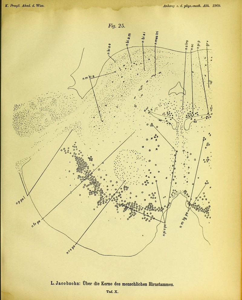 K. Preuß. Akad. d. Wiss. Anhang z. d. phys.-math. Abh. 1909. Fig. 25. L. Jacobsohn: Über die Kerne des menschlichen Hirnstammes.