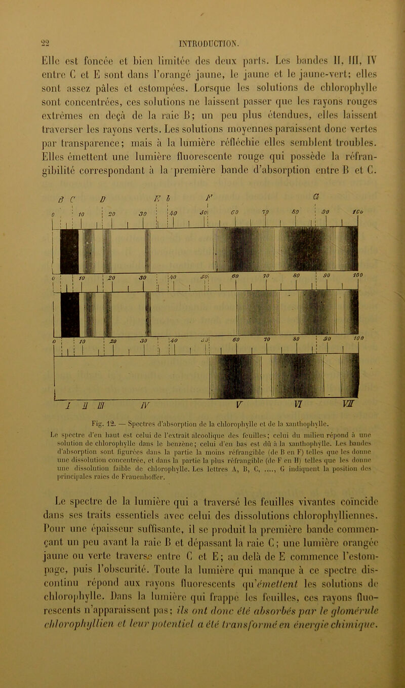 Elle est foncée et bien limitée des deux paris. Les l)andes II, lü, IV entre G et E sont dans l’orangé jaune, le jaune et le jaune-vert; elles sont assez pâles et estompées. Lorsque les solutions de chlorophylle sont concentrées, ces solutions ne laissent passer que les rayons rouges extrêmes en deçà de la raie B; un peu plus étendues, elles laissent traverser les rayons verts. Les solutions moyennes paraissent donc vertes par transparence; mais à la lumière réfléchie elles semblent troubles. Elles émettent une lumière fluorescente rouge qui possède la réfran- gibilité correspondant à la première bande d’absorption entre B et G. Fig. 12. — Spectres d’absorption de la chlorophylle cl de la xanlhophyllc. Le S])cctre d’en haut est celui de l’extrait alcoolique des Icuillcs; celui du milieu répond à une. solution de chloropliyllc dans le benzène ; celui d'en bas est dû à la .xantlio])hylle. Les bandes d’absorption sont llgurécs dans la partie la moins rcfrangiblc (de 15 en F) telles que les donne une dissolution concentrée, et dans la partie la plus rélrangiblc (de F en 11) telles que les donne une dissolution laible de clilorophylie. Les lettres B, C, ...., G indiquent la position des luâiicipalcs raies de Frauenbollcr. Le spectre de la lumière qui a traverse les feuilles vivantes coïncide dans ses traits essentiels avec celui des dissolutions chlorophylliennes. Pour une épaisseur suffisante, il se produit la première bande commen- çant un peu avant la raie B et dépassant la raie G; une lumière orangée jaune ou verte traversa; entre G et E ; au delà de E commence l’estom- page, puis l’obscurité. Toute la lumière qui manque à ce spectre dis- continu réjiond aux rayons lluorcscents {\\\ émetlent les solutions de cbloro|)byIlc. Dans la lumière qui frappe les feuilles, ces rayons fluo- rescents n’apparaissent p:»s; ih ont donc été absorbes par le (jlomêrnle cliloroplujllien el leur polenliel a été h'ansforme en ênerpie chimique.