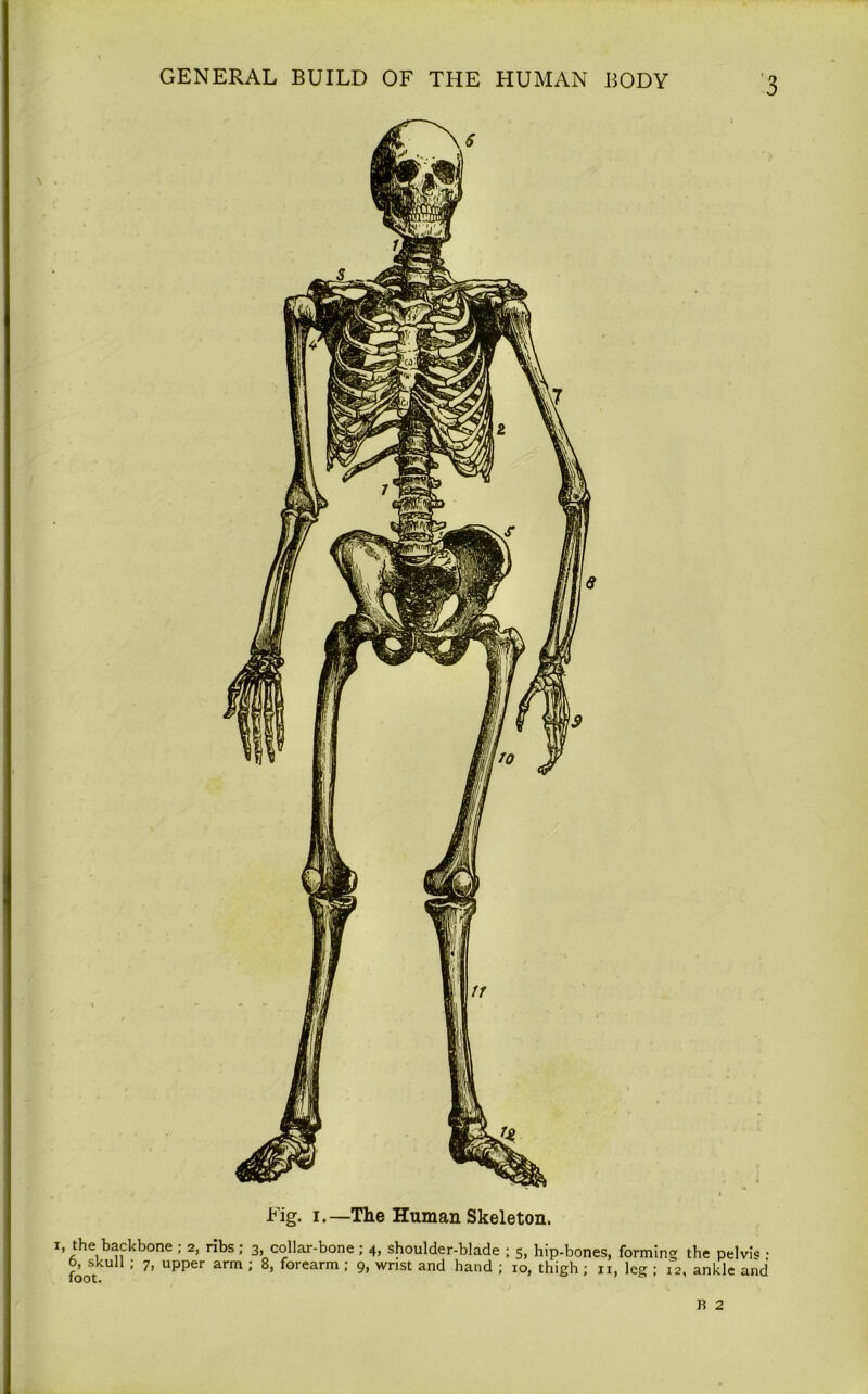 Fig. i.—The Human Skeleton. x» the backbone ; 2, ribs; 3, collar-bone ; 4, shoulder-blade ; 5, hip-bones, forming the pelvi* • foot U : 7’ Upper arm : 8’ forearm : 9’ wnst and hand ; IO> thieh ; XI, leg ; 12, ankle and B 2