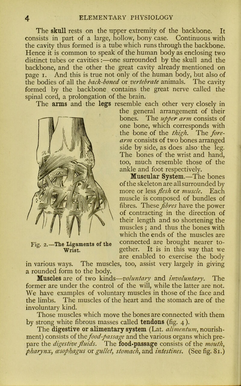 The skull rests on the upper extremity of the backbone. It consists in part of a large, hollow, bony case. Continuous with the cavity thus formed is a tube which runs through the backbone. Hence it is common to speak of the human body as enclosing two distinct tubes or cavities :—one surrounded by the skull and the backbone, and the other the great cavity already mentioned on page i. And this is true not only of the human body, but also of the bodies of all the back-boned or vertebrate animals. The cavity formed by the backbone contains the great nerve called the spinal cord, a prolongation of the brain. The arms and the legs resemble each other very closely in the general arrangement of their bones. The upper arm consists of one bone, which corresponds with the bone of the thigh. The fore- arm consists of two bones arranged side by side, as does also the leg. The bones of the wrist and hand, too, much resemble those of the ankle and foot respectively. Muscular System.—The bones of the skeleton are all surrounded by more or less flesh or muscle. Each muscle is composed of bundles of fibres. These fibres have the power of contracting in the direction of their length and so shortening the muscles ; and thus the bones with which the ends of the muscles are Fig. 2.—The Ligaments of the connected are brought nearer to- Wrist. gether. It is in this way that we are enabled to exercise the body in various ways. The muscles, too, assist very largely in giving a rounded form to the body. Muscles are of two kinds—voluntary and involuntary. The former are under the control of the will, while the latter are not. We have examples of voluntary muscles in those of the face and the limbs. The muscles of the heart and the stomach are of the involuntary kind. Those muscles which move the bones are connected with them by strong white fibrous masses called tendons (fig. 4). The digestive or alimentary system (Lat. alimentum, nourish- ment) consists of the food-passage and the various organs which pre- pare the digestive fluids. The food-passage consists of the mouth, pharynx, oesophagus or gullet\ stomach, and intestines. (See fig. 81.)