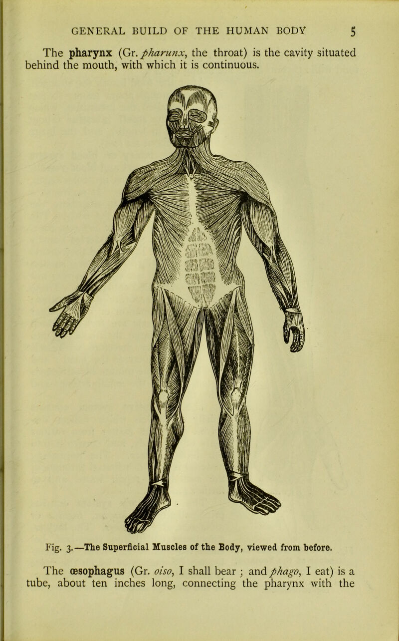 The pharynx (Gr. pharunx, the throat) is the cavity situated behind the mouth, with which it is continuous. Fig. 3.—The Superficial Muscles of the Body, viewed from before. The oesophagus (Gr. oiso, I shall bear ; and phago, I eat) is a tube, about ten inches long, connecting the pharynx with the