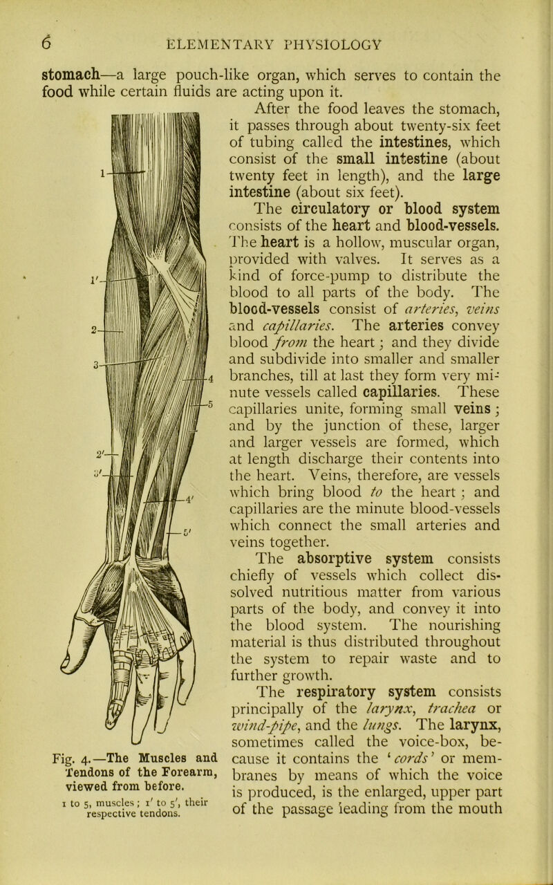1'- stomach—a large pouch-like organ, which serves to contain the food while certain fluids are acting upon it. After the food leaves the stomach, it passes through about twenty-six feet of tubing called the intestines, which consist of the small intestine (about twenty feet in length), and the large intestine (about six feet). The circulatory or blood system consists of the heart and blood-vessels. The heart is a hollow, muscular organ, provided with valves. It serves as a kind of force-pump to distribute the blood to all parts of the body. The blood-vessels consist of arteries, veins and capillaries. The arteries convey blood from the heart; and they divide and subdivide into smaller and smaller branches, till at last they form very mi- nute vessels called capillaries. These capillaries unite, forming small veins; and by the junction of these, larger and larger vessels are formed, which at length discharge their contents into the heart. Veins, therefore, are vessels which bring blood to the heart; and capillaries are the minute blood-vessels which connect the small arteries and veins together. The absorptive system consists chiefly of vessels which collect dis- solved nutritious matter from various parts of the body, and convey it into the blood system. The nourishing material is thus distributed throughout the system to repair waste and to further growth. The respiratory system consists principally of the larynx, trachea or wind-pipe, and the lungs. The larynx, sometimes called the voice-box, be- Fig. 4.—The Muscles and cause it contains the ‘cords’ or mem- Xendons of the Forearm, branes by means of which the voice viewed from before. js produced, is the enlarged, upper part 110 Respective ’tendons!theu of the passage leading from the mouth