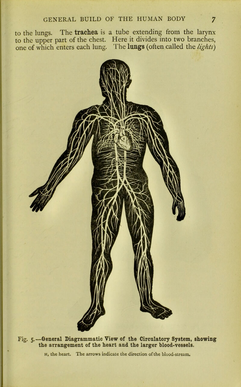 to the lungs. The trachea is a tube extending from the larynx to the upper part of the chest. Here it divides into two branches, one of which enters each lung. The lungs (often called the lights) Fig. 5.—General Diagrammatic View of the Circulatory System, showing the arrangement of the heart and the larger blood-vessels. h, the heart. The arrows indicate the direction of the blood-stream.