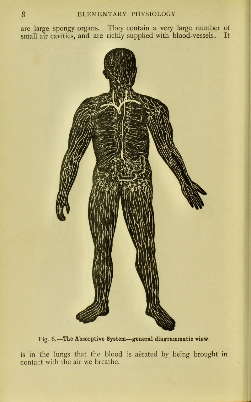are large spongy organs. They contain a very large number of small air cavities, and are richly supplied with blood-vessels. It Fig. 6.—The Absorptive System—general diagrammatic view. is in the lungs that the blood is aerated by being brought in contact with the air we breathe.