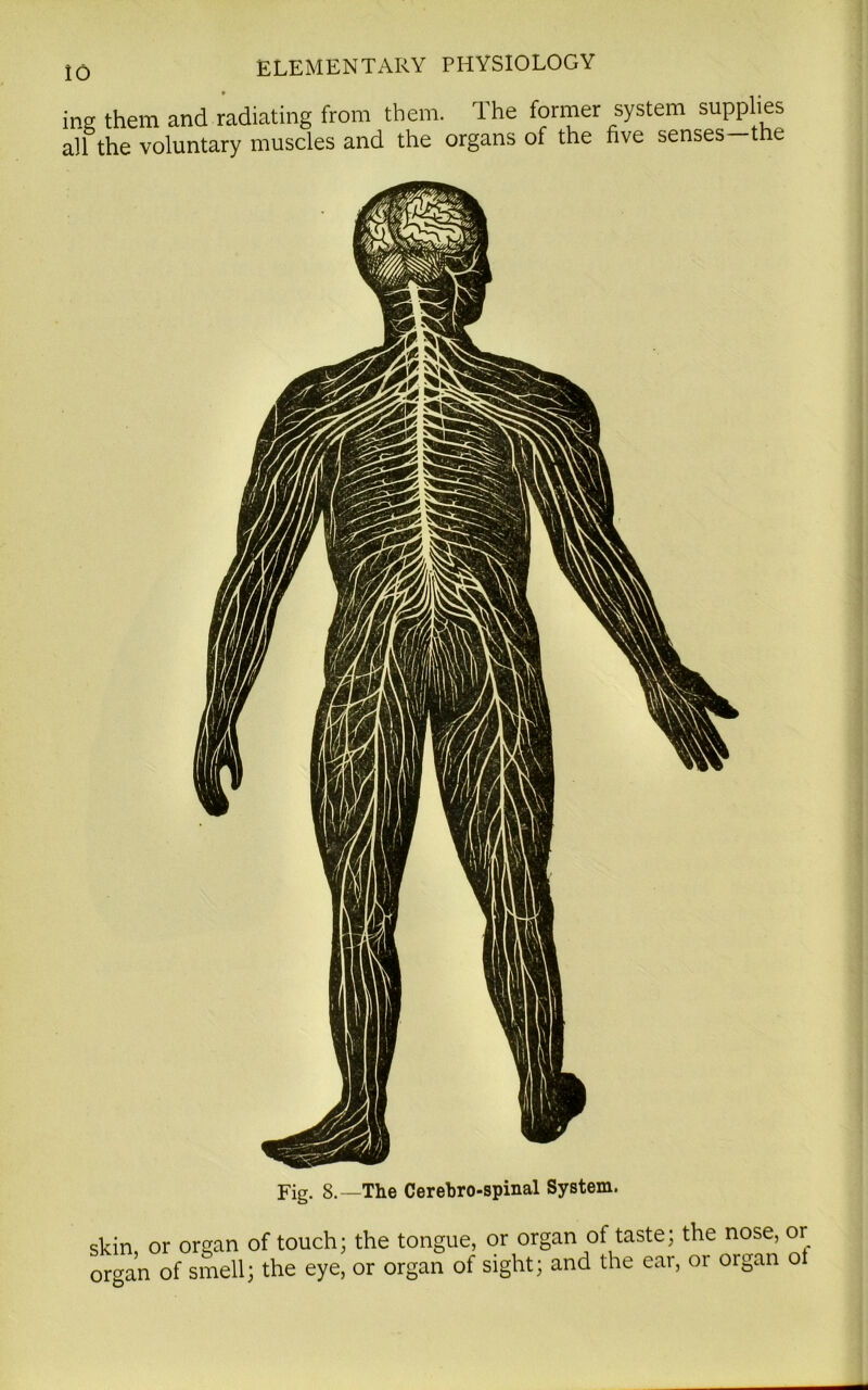 mg them and radiating from them. The former system supplies all the voluntary muscles and the organs of the five senses the Fig. 8.—The Cerehro-spinal System. skin, or organ of touch; the tongue, or organ of taste; the nose, or organ of smell; the eye, or organ of sight; and the ear, or organ ot