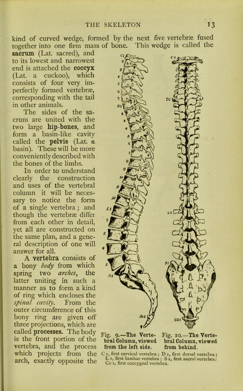 kind of curved wedge, formed by the next five vertebrce fused together into one firm mass of bone. This wedge is called the sacrum (Lat. sacred), and to its lowest and narrowest end is attached the coccyx (Lat a cuckoo), which consists of four very im- perfectly formed vertebrae, corresponding with the tail in other animals. The sides of the sa- crum are united with the two large hip-bones, and form a basin-like cavity called the pelvis (Lat. a basin). These will be more conveniently described with the bones of the limbs. In order to understand clearly the construction and uses of the vertebral column it will be neces- sary to notice the form of a single vertebra; and though the vertebrae differ from each other in detail, yet all are constructed on the same plan, and a gene- ral description of one will answer for all. A vertebra consists of a bony body from which spring two arches, the latter uniting in such a manner as to form a kind of ring which encloses the spinal cavity. From the outer circumference of this bony ring are given off three projections, which are called processes. The body is the front portion of the vertebra, and the process which projects from the c I, first cervical vertebra ; D 1, first dorsal vertebra; orrh PYur>tlir L i, first lumbar vertebra ; S 1, first sacral vertebra; arcn, exactly opposite the Co 1. first coccygeal vertebra. Fig. 9-—The Verte- bral Column, viewed from the left side. Fig. 10.—The Verte- bral Column, viewed from behind.