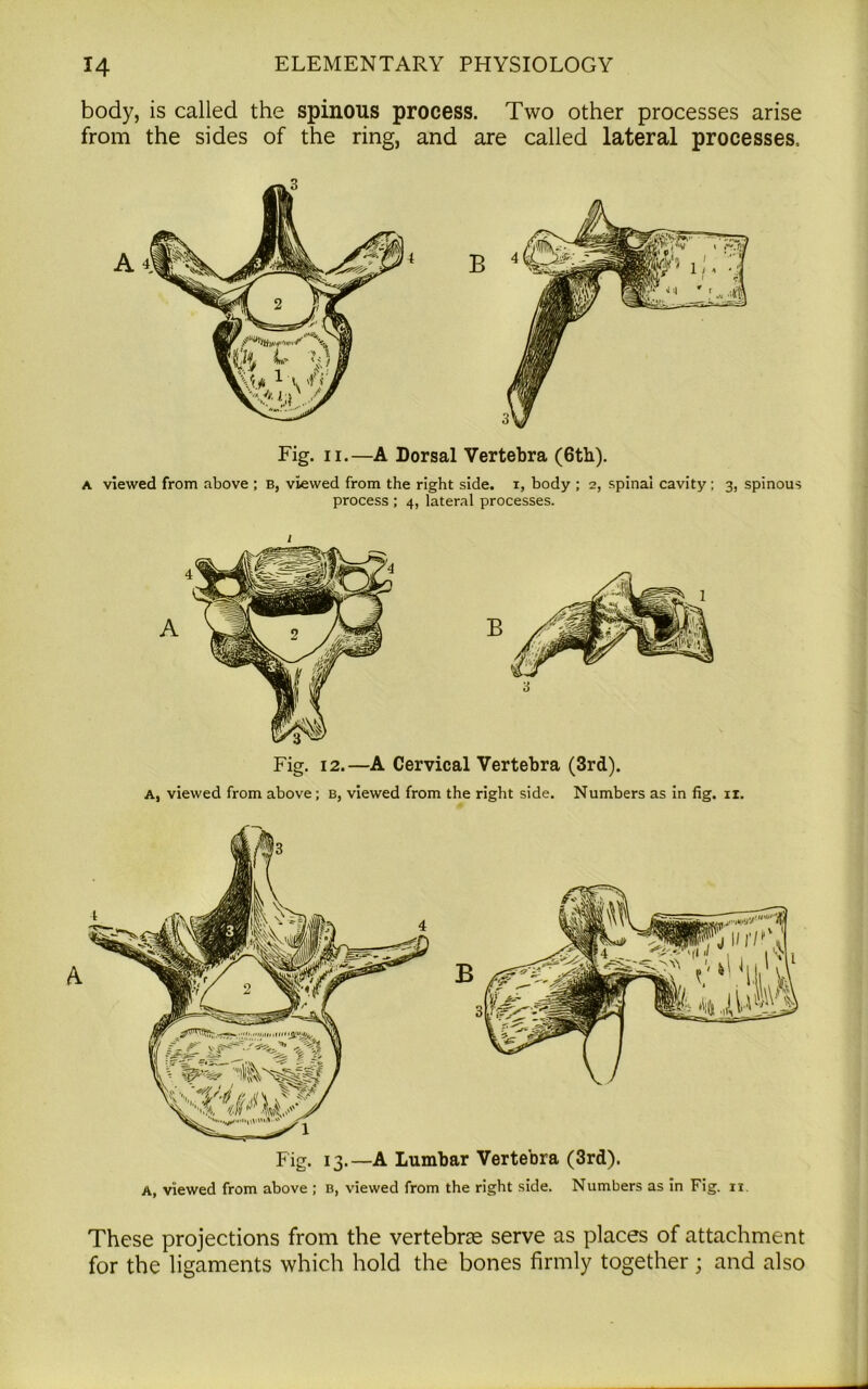 body, is called the spinous process. Two other processes arise from the sides of the ring, and are called lateral processes.. Fig. n.—A Dorsal Vertebra (6th). a viewed from above ; b, viewed from the right side, i, body ; 2, spinal cavity ; 3, spinous process ; 4, lateral processes. Fig. 12.—A Cervical Vertebra (3rd). A, viewed from above; b, viewed from the right side. Numbers as in fig. n. Fig. 13.—A Lumbar Vertebra (3rd). A, viewed from above ; b, viewed from the right side. Numbers as in Fig. 11. These projections from the vertebrae serve as places of attachment for the ligaments which hold the bones firmly together ; and also