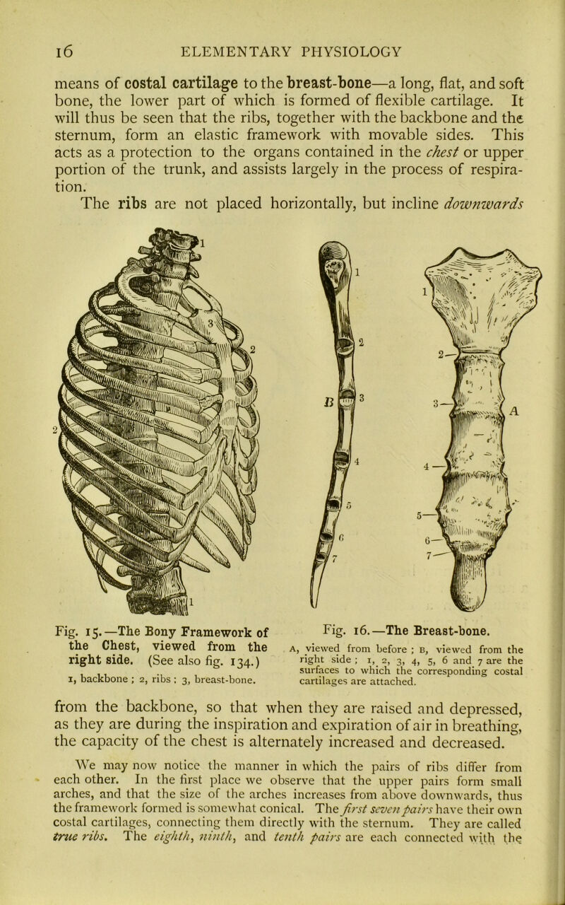 means of costal cartilage to the breast-bone—a long, flat, and soft bone, the lower part of which is formed of flexible cartilage. It will thus be seen that the ribs, together with the backbone and the sternum, form an elastic framework with movable sides. This acts as a protection to the organs contained in the chest or upper portion of the trunk, and assists largely in the process of respira- tion. The ribs are not placed horizontally, but incline downwards Fig. 15.—The Bony Framework of the Chest, viewed from the right side. (See also fig. 134.) 1, backbone ; 2, ribs : 3, breast-bone. Fig. 16.—The Breast-bone. A, viewed from before ; B, viewed from the right side ; i, 2, 3, 4, 5, 6 and 7 are the surfaces to which the corresponding costal cartilages are attached. from the backbone, so that when they are raised and depressed, as they are during the inspiration and expiration of air in breathing, the capacity of the chest is alternately increased and decreased. We may now notice the manner in which the pairs of ribs differ from each other. In the first place we observe that the upper pairs form small arches, and that the size of the arches increases from above downwards, thus the framework formed is somewhat conical. The first seven pairs have their own costal cartilages, connecting them directly with the sternum. They are called true ribs. The eighth, ninth, and tenth pairs are each connected with the