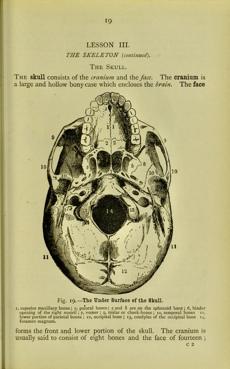 LESSON III. THE SKELETON (continued). The Skull. The skull consists of the cranium and the face. The cranium is a large and hollow bony case which encloses the brain. The face Fig. 19.—The Under Surface of the Skull. 1, superior maxillary bones; 2, palatal bones; 5 and 8 are on the sphenoid bone; 6, hinder opening of the right nostril ; 7, vomer ; 9, malar or cheek-bones; 10, temporal bones n, lower portion of parietal bones ; 12, occipital bone ; 13, condyles of the occipital bone i.(, foramen magnum. forms the front and lower portion of the skull. The cranium is usually said to consist of eight bones and the face of fourteen ; c 2