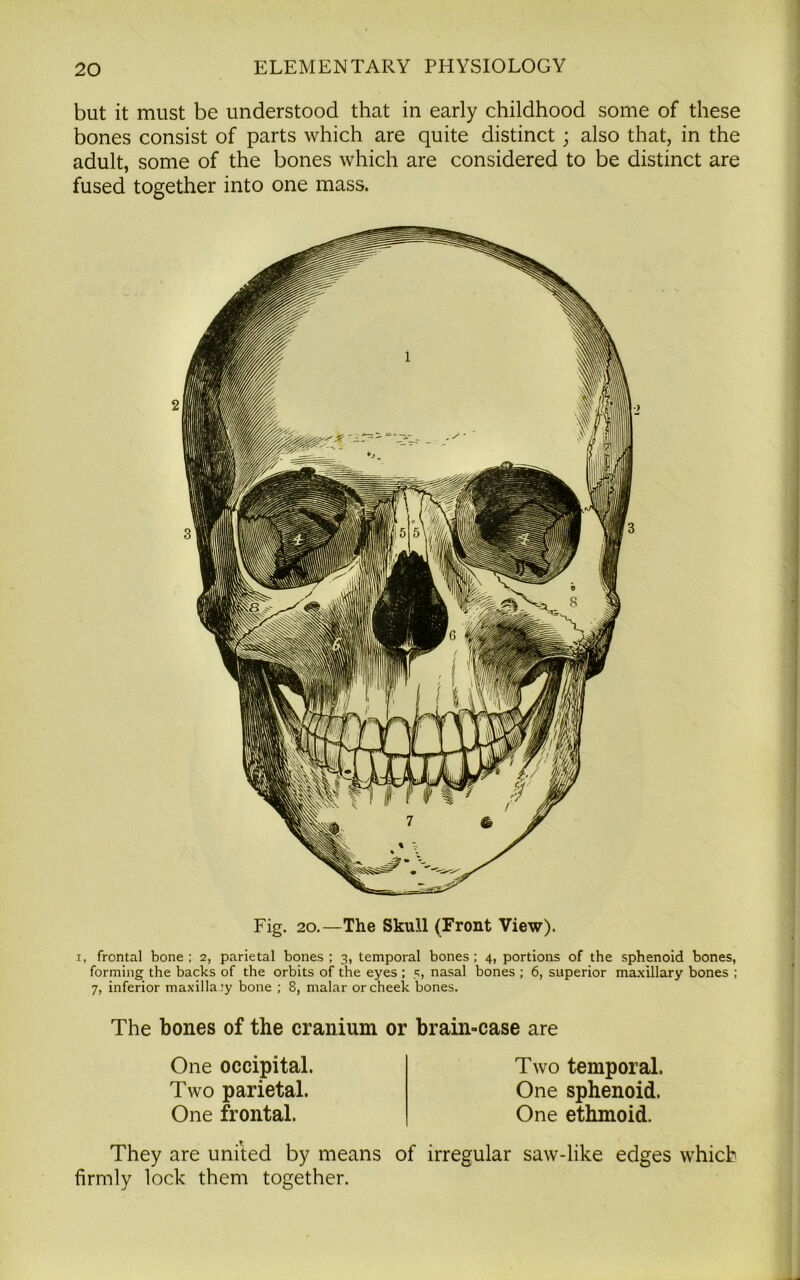 but it must be understood that in early childhood some of these bones consist of parts which are quite distinct; also that, in the adult, some of the bones which are considered to be distinct are fused together into one mass. Fig. 20.—The Skull (Front View). i, frontal bone; 2, parietal bones; 3, temporal bones; 4, portions of the sphenoid bones, forming the backs of the orbits of the eyes ; 5, nasal bones ; 6, superior maxillary bones ; 7, inferior maxilla :y bone ; 8, malar or cheek bones. The bones of the cranium or brain-case are One occipital. Two parietal. One frontal. They are united by means firmly lock them together. Two temporal. One sphenoid. One ethmoid. of irregular saw-like edges which