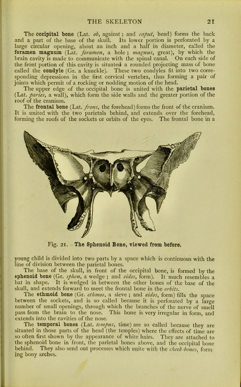 The occipital bone (Lat. ob, against ; and caput, head) forms the back and a part of the base of the skull. Its lower portion is perforated by a large circular opening, about an inch and a half in diameter, called the foramen magnum (Lat. foramen, a hole ; niagnus, great), by which the brain cavity is made to communicate with the spinal canal. On each side of the front portion of this cavity is situated a rounded projecting mass of bone called the condyle (Gr. a knuckle). These two condyles fit into two corre- sponding depressions in the first cervical vertebra, thus forming a pair of joints which permit of a rocking or nodding motion of the head. The upper edge of the occipital bone is united with the parietal bones (Lat. paries, a wall), which form the side wralls and the greater portion of the roof of the cranium. The frontal bone (Lat. frons, the forehead) forms the front of the cranium. It is united with the two parietals behind, and extends over the forehead, forming the roofs of the sockets or orbits of the eyes. The frontal bone in a Fig. 21. - The Sphenoid Bone, viewed from before. young child is divided into two parts by a space which is continuous with the line of division between the parietal bones. The base of the skull, in front of the occipital bone, is formed by the sphenoid bone (Gr. sphen, a wedge ; and eidos, form). It much resembles a bat in shape. It is wedged in between the other bones of the base of the skull, and extends forward to meet the frontal bone in the orbits. The ethmoid bone (Gr. ethmos, a sieve ; and eidos, form) fills the space between the sockets, and is so called because it is perforated by a large number of small openings, through which the branches of the nerve of smell pass from the brain to the nose. This bone is very irregular in form, and extends into the cavities of the nose. The temporal bones (Lat. tempus, time) are so called because they are situated in those parts of the head (the temples) where the effects of time are so often first shown by the appearance of white hairs. They are attached to the sphenoid bone in front, the parietal bones above, and the occipital bone behind. They also send out processes which unite with the cheek-bones, form- ing bony arches.