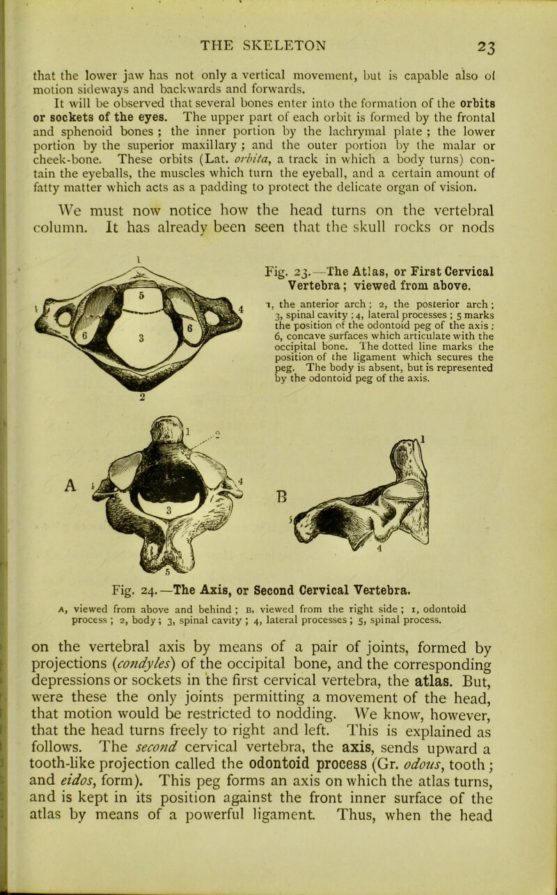 that the lower jaw has not only a vertical movement, but is capable also ol motion sideways and backwards and forwards. It will be observed that several bones enter into the formation of the orbits or sockets of the eyes. The upper part of each orbit is formed by the frontal and sphenoid bones ; the inner portion by the lachrymal plate ; the lower portion by the superior maxillary ; and the outer portion by the malar or cheek-bone. These orbits (Lat. orbita, a track in which a body turns) con- tain the eyeballs, the muscles which turn the eyeball, and a certain amount of fatty matter which acts as a padding to protect the delicate organ of vision. We must now notice how the head turns on the vertebral column. It has already been seen that the skull rocks or nods Fig. 23.—The Atlas, or First Cervical Vertebra; viewed from above. i, the anterior arch ; 2, the posterior arch ; 3, spinal cavity ; 4, lateral processes ; 5 marks the position of the odontoid peg of the axis ; 6, concave surfaces which articulate with the occipital bone. The dotted line marks the position of the ligament which secures the peg. The body is absent, but is represented by the odontoid peg of the axis. Fig. 24.—The Axis, or Second Cervical Vertebra. a, viewed from above and behind ; B, viewed from the right side ; 1, odontoid process ; 2, body; 3, spinal cavity ; 4, lateral processes; 5, spinal process. on the vertebral axis by means of a pair of joints, formed by projections (condyles) of the occipital bone, and the corresponding depressions or sockets in the first cervical vertebra, the atlas. But, were these the only joints permitting a movement of the head, that motion would be restricted to nodding. We know, however, that the head turns freely to right and left. This is explained as follows. The second cervical vertebra, the axis, sends upward a tooth-like projection called the odontoid process (Gr. odons, tooth; and eidos, form). This peg forms an axis on which the atlas turns, and is kept in its position against the front inner surface of the atlas by means of a powerful ligament. Thus, when the head