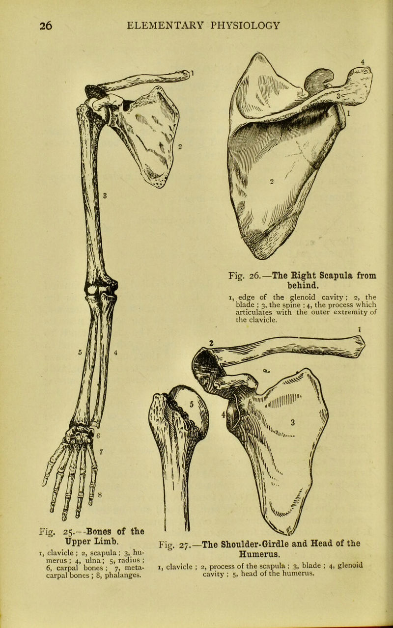 Fig. 26.—The Right Scapula from behind. 1, edge of the glenoid cavity; 2, the blade ; 3, the spine ; 4, the process which articulates with the outer extremity of the clavicle. 1 Fig. 25.- -Bones of the Upper Limb. 1, clavicle ; 2, scapula; 3, hu- merus ; 4, ulna; 5, radius ; 6, carpal bones ; 7, meta- carpal bones; 8, phalanges. Fig. 27.—The Shoulder-Girdle and Head of the Humerus. 1, clavicle ; 2, process of the scapula ; 3, blade ; 4, glenoid cavity ; 5, head of the humerus.