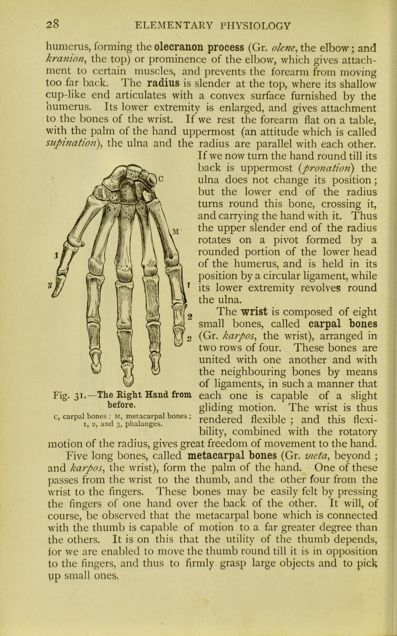 humerus, forming the olecranon process (Gr. olene, the elbow; and kranion, the top) or prominence of the elbow, which gives attach- ment to certain muscles, and prevents the forearm from moving too far back. The radius is slender at the top, where its shallow cup-like end articulates with a convex surface furnished by the humerus. Its lower extremity is enlarged, and gives attachment to the bones of the wrist. If we rest the forearm flat on a table, with the palm of the hand uppermost (an attitude which is called radius are parallel with each other. If we now turn the hand round till its back is uppermost (pronation) the ulna does not change its position; but the lower end of the radius turns round this bone, crossing it, and carrying the hand with it. Thus the upper slender end of the radius rotates on a pivot formed by a rounded portion of the lower head of the humerus, and is held in its position by a circular ligament, while its lower extremity revolves round the ulna. The wrist is composed of eight small bones, called carpal bones (Gr. karpos, the wrist), arranged in two rows of four. These bones are united with one another and with the neighbouring bones by means of ligaments, in such a manner that each one is capable of a slight gliding motion. The wrist is thus rendered flexible ; and this flexi- bility, combined with the rotatory motion of the radius, gives great freedom of movement to the hand. Five long bones, called metacarpal bones (Gr. meta, beyond ; and karpos, the wrist), form the palm of the hand. One of these passes from the wrist to the thumb, and the other four from the wrist to the fingers. These bones may be easily felt by pressing the fingers of one hand over the back of the other. It will, of course, be observed that the metacarpal bone which is connected with the thumb is capable of motion to a far greater degree than the others. It is on this that the utility of the thumb depends, for we are enabled to move the thumb round till it is in opposition to the fingers, and thus to firmly grasp large objects and to pick up small ones, supination), the ulna and the Fig. 31.—The Right Hand from before. c, carpal bones ; M, metacarpal bones ; 1, 2, and 3, phalanges.