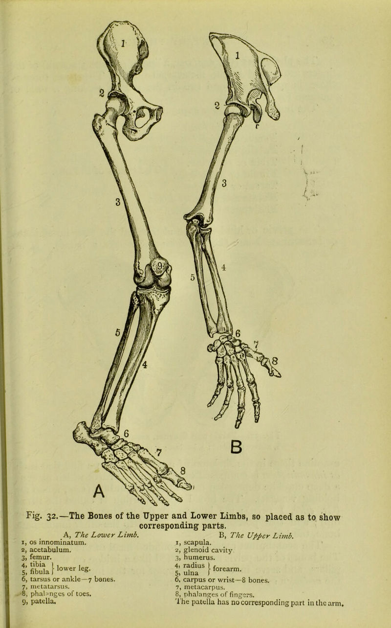 OsLn -U OJ V' I /' Fig. 32.—The Bones of the Upper and Lower Limbs, so placed as to show corresponding parts. B, The Upper Limb. x, scapula. 3, humerus. 4, radius ) forearm. 5) ulna J 6, carpus or wrist—8 bones. 7, metacarpus. 8, phalanges of fingers. t he patella has no corresponding part in the arm. A, The Lower Limb. 1, os innominatum. , femur. ! fifcuda f lower IeS- , tarsus or ankle—7 bones. 7, metatarsus. 8, phalanges of toes, g, patella.