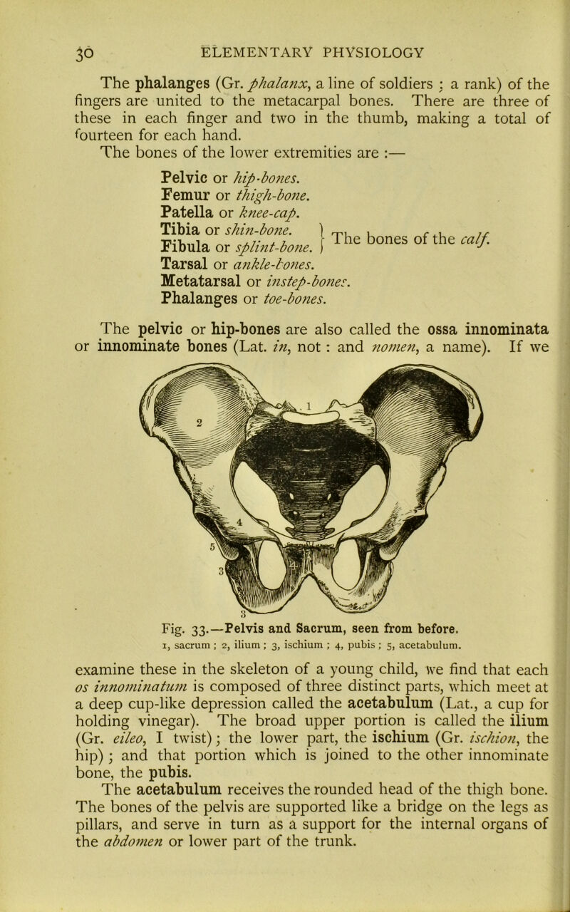 The phalanges (Gr. phalanx, a line of soldiers : a rank) of the fingers are united to the metacarpal bones. There are three of these in each finger and two in the thumb, making a total of fourteen for each hand. The bones of the lower extremities are :— Pelvic or hip-bones. Femur or thigh-bo7ie. Patella or knee-cap. Tibia or shin-bone. Fibula or splint-bone. Tarsal or ankle-bones. Metatarsal or instep-bones. Phalanges or toe-bones. The bones of the calf. The pelvic or hip-bones are also called the ossa innominata or innominate bones (Lat. in, not: and ?io?nen, a name). If we Fig. 33.—Pelvis and Sacrum, seen from before. 1, sacrum ; 2, ilium ; 3, ischium ; 4, pubis ; 5, acetabulum. examine these in the skeleton of a young child, we find that each os innominatum is composed of three distinct parts, which meet at a deep cup-like depression called the acetabulum (Lat., a cup for holding vinegar). The broad upper portion is called the ilium (Gr. eileo, I twist); the lower part, the ischium (Gr. ischion, the hip); and that portion which is joined to the other innominate bone, the pubis. The acetabulum receives the rounded head of the thigh bone. The bones of the pelvis are supported like a bridge on the legs as pillars, and serve in turn as a support for the internal organs of the abdo7nen or lower part of the trunk.
