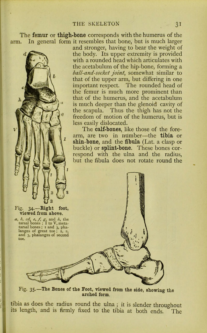 The femur or thigh-bone corresponds with the humerus of the arm. In general form it resembles that bone, but is much larger and stronger, having to bear the weight of the body. Its upper extremity is provided with a rounded head which articulates with the acetabulum of the hip-bone, forming a ball-a?id-socket joint, somewhat similar to that of the upper arm, but differing in one important respect. The rounded head of the femur is much more prominent than that of the humerus, and the acetabulum is much deeper than the glenoid cavity of the scapula. Thus the thigh has not the freedom of motion of the humerus, but is less easily dislocated. The calf-bones, like those of the fore- arm, are two in number—the tibia or shin-bone, and the fibula (Lat. a clasp or buckle) or splint-bone. These bones cor- J4 respond with the ulna and the radius, but the fibula does not rotate round the ,/■J 1/ Tfi M M i ! M 1 ! h»'' 1 J TT 2 Iff 3 1 | 1 1 1 j® [.—Right foot, 1 viewed from above. a, b, cd. e, f, g, and h, the tarsal bones ; I to V, meta- tarsal bones ; i and 3, pha- langes of great toe ; 1, 2, and 3, phalanges of second toe. Fig. 35.—The Bones of the Foot, viewed from the side, showing the arched form. tibia as does the radius round the ulna ; it is slender throughout its length, and is firmly fixed to the tibia at both ends. The