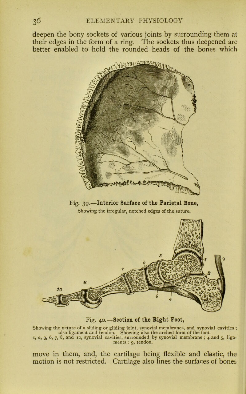 deepen the bony sockets of various joints by surrounding them at their edges in the form of a ring. The sockets thus deepened are better enabled to hold the rounded heads of the bones which Fig. 39.—Interior Surface of the Parietal Bone, Showing the irregular, notched edges of the suture. Fig. 40.—Section of the Bight Foot, Showing the nature of a sliding or gliding joint, synovial membranes, and synovial cavities ; also ligament and tendon. Showing also the arched form of the foot. 1, 2, 3, 6, 7, 8, and 10, synovial cavities, surrounded by synovial membrane ; 4 and 5, liga- ments ; 9, tendon. move in them, and, the cartilage being flexible and elastic, the motion is not restricted. Cartilage also lines the surfaces of bones