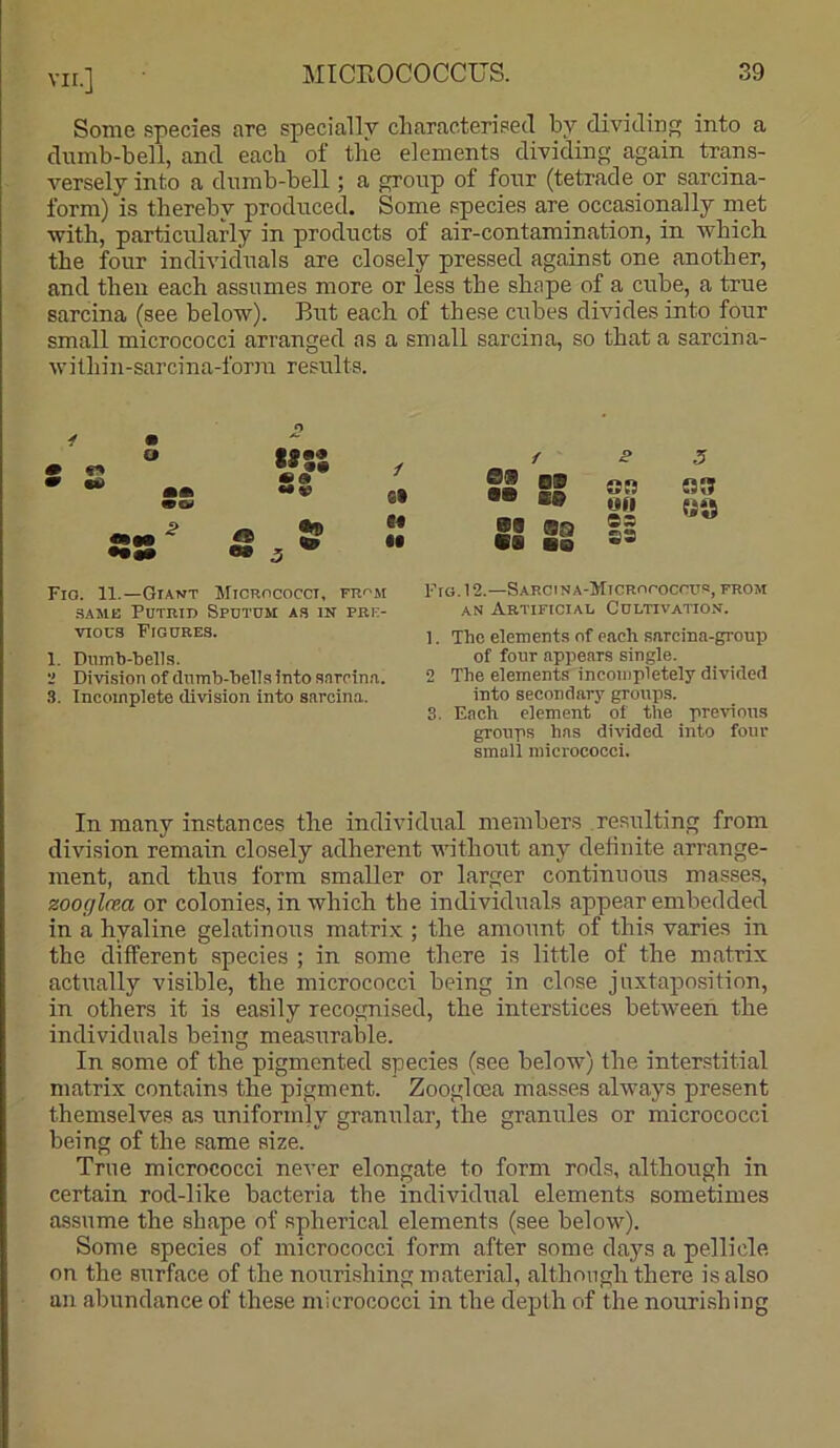 Some species are specially cliaracterisecl by dividing into a dumb-bell, and each of the elements dividing again trans- versely into a dumb-bell; a group of four (tetrade or sarcina- form) is thereby produced. Some species are occasionally met with, particularly in products of air-contamination, in which the four individuals are closely pressed against one another, and then each assumes more or less the shape of a cube, a true sarcina (see below). But each of these cubes divides into four small micrococci arranged as a small sarcina, so that a sarcina- wilhin-sarcina-forra results. • ■« o s 5 / fit ea •« / BO B9 on on u •• BS •B sa ■B es £9 5 S3 «» Fio. 11.—Giant Micrococci, from .SAME Putrid Sputum as in pre- vious Figures. 1. Dumb-bells. •1 Division of clnmb-bellsinto sareina. 3. Incomplete division into sarcina. Fig. 12.—Sarctna-Micrococcus, prom AN Artificial Cultivatio.n. 1. The elements of each sarcina-gronp of four appears single. 2 The elements incompletely divided into secondary groups. 3. Each element of the preiions groups has divided into four small micrococci. In many instances the individual members resulting from division remain closely adherent without any definite arrange- ment, and thus form smaller or larger continuous masses, zooglma or colonies, in which the individuals appear embedded in a hyaline gelatinous matrix ; the amount of this varies in the different species ; in some there is little of the matrix actually visible, the micrococci being in close juxtaposition, in others it is easily recognised, the interstices between the individuals being measurable. In some of the pigmented species (see below) the interstitial matrix contains the pigment. Zooglcea masses always present themselves as uniformly granular, the granules or micrococci being of the same size. True micrococci never elongate to form rods, although in certain rod-like bacteria the individual elements sometimes assume the shape of spherical elements (see below). Some species of micrococci form after some days a pellicle on the surface of the nourishing material, although there is also an abundance of these micrococci in the depth of the nourishing