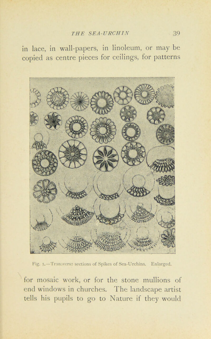 in lace, in wall-papers, in linoleum, or may be copied as centre pieces for ceilings, for patterns Fig. 5.—Transverse sections of Spikes of Sea-Urchins. Enlarged. for mosaic work, or for the stone mullions of end windows in churches. The landscape artist tells his pupils to go to Nature if they would