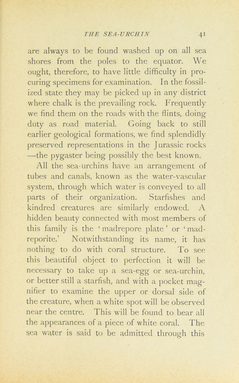 are always to be found washed up on all sea shores from the poles to the equator. We ought, therefore, to have little difficulty in pro- curing specimens for examination. In the fossil- ized state they may be picked up in any district where chalk is the prevailing rock. Frequently we find them on the roads with the flints, doing duty as road material. Going back to still earlier geological formations, we find splendidly preserved representations in the Jurassic rocks —the pygaster being possibly the best known. All the sea-urchins have an arrangement of tubes and canals, known as the water-vascular system, through which water is conveyed to all parts of their organization. Starfishes and kindred creatures are similarly endowed. A hidden beauty connected with most members of this family is the ‘ madrepore plate ’ or ‘ mad- reporite.’ Notwithstanding its name, it has nothing to do with coral structure. To see this beautiful object to perfection it will be necessary to take up a sea-egg or sea-urchin, or better still a starfish, and with a pocket mag- nifier to examine the upper or dorsal side of the creature, when a white spot will be observed near the centre. This will be found to bear all the appearances of a piece of white coral. The sea water is said to be admitted through this