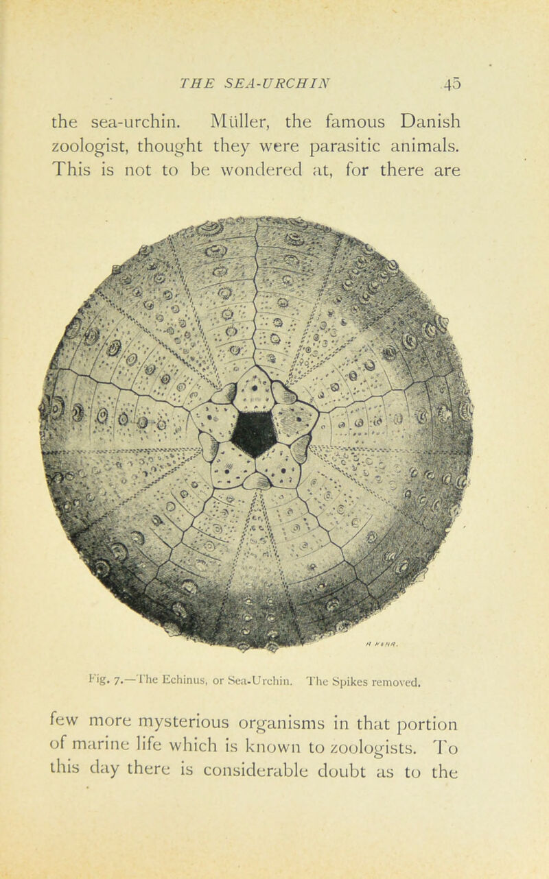 the sea-urchin. Muller, the famous Danish zoologist, thought they were parasitic animals. This is not to be wondered at, for there are H UtHfi. F'g* 7.—The Echinus, or Sea-Urchin. The Spikes removed. few more mysterious organisms in that portion of marine life which is known to zoologists. To this day there is considerable doubt as to the