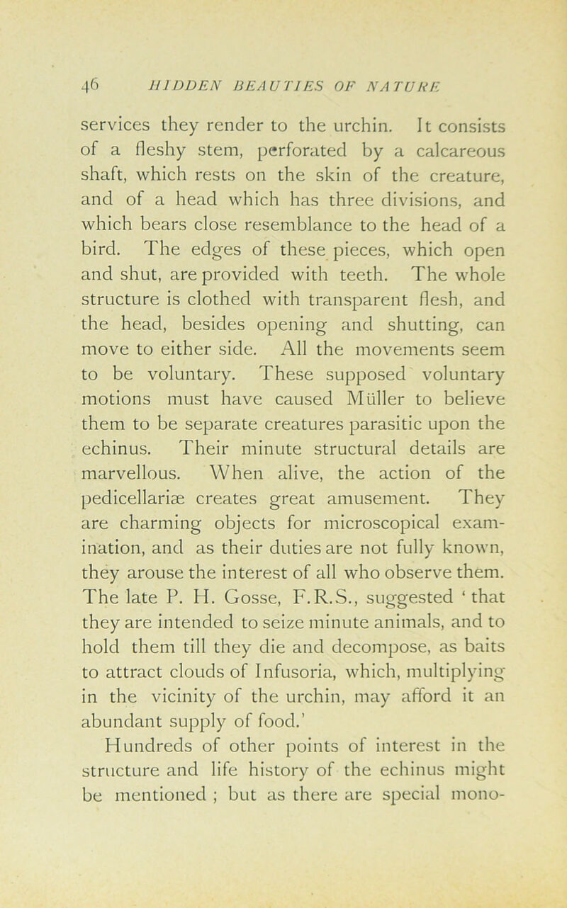 services they render to the urchin. It consists of a fleshy stem, perforated by a calcareous shaft, which rests on the skin of the creature, and of a head which has three divisions, and which bears close resemblance to the head of a bird. The edges of these pieces, which open and shut, are provided with teeth. The whole structure is clothed with transparent flesh, and the head, besides opening and shutting, can move to either side. All the movements seem to be voluntary. These supposed voluntary motions must have caused Muller to believe them to be separate creatures parasitic upon the echinus. Their minute structural details are marvellous. When alive, the action of the pedicellarise creates great amusement. They are charming objects for microscopical exam- ination, and as their duties are not fully known, they arouse the interest of all who observe them. The late P. H. Gosse, F.R.S., suggested ‘that they are intended to seize minute animals, and to hold them till they die and decompose, as baits to attract clouds of Infusoria, which, multiplying in the vicinity of the urchin, may afford it an abundant supply of food.’ Hundreds of other points of interest in the structure and life history of the echinus might be mentioned ; but as there are special mono-