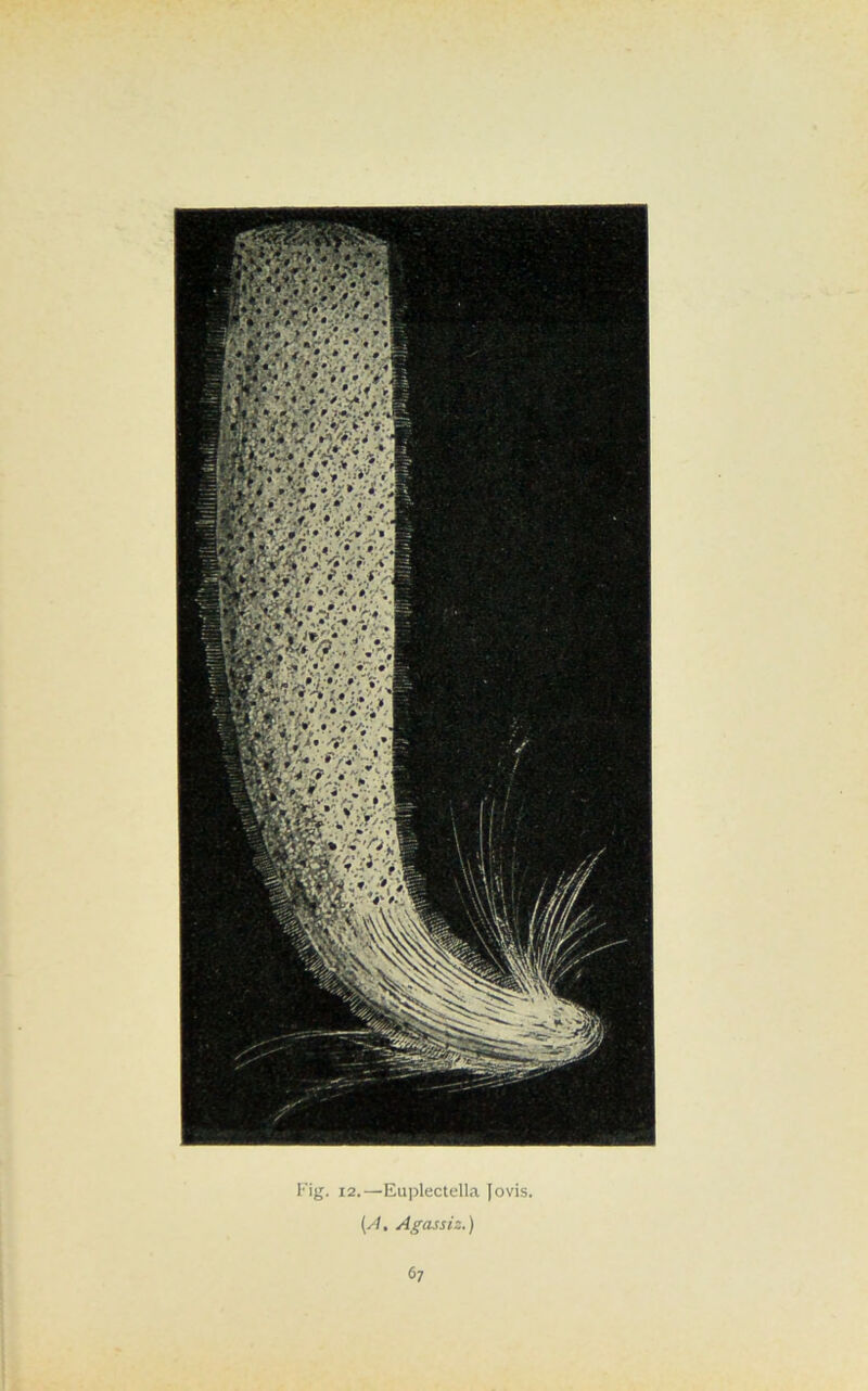 Fig. 12.—Euplectella Jo vis. (A. Agassiz.)