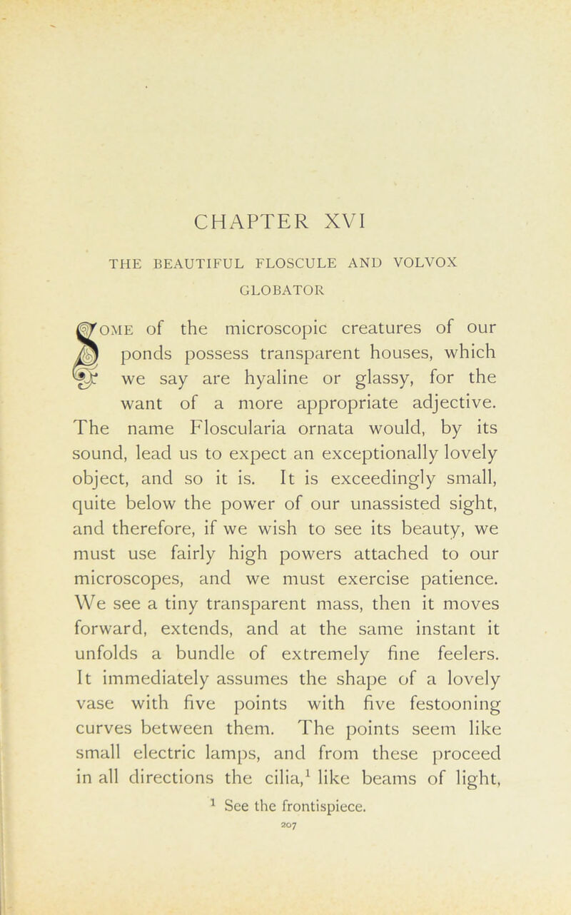 CHAPTER XVI THE BEAUTIFUL FLOSCULE AND VOLVOX GLOBATOR ome of the microscopic creatures of our ponds possess transparent houses, which ^ we say are hyaline or glassy, for the want of a more appropriate adjective. The name Floscularia ornata would, by its sound, lead us to expect an exceptionally lovely object, and so it is. It is exceedingly small, quite below the power of our unassisted sight, and therefore, if we wish to see its beauty, we must use fairly high powers attached to our microscopes, and we must exercise patience. We see a tiny transparent mass, then it moves forward, extends, and at the same instant it unfolds a bundle of extremely fine feelers. It immediately assumes the shape of a lovely vase with five points with five festooning curves between them. The points seem like small electric lamps, and from these proceed in all directions the cilia,1 like beams of light, 1 See the frontispiece.