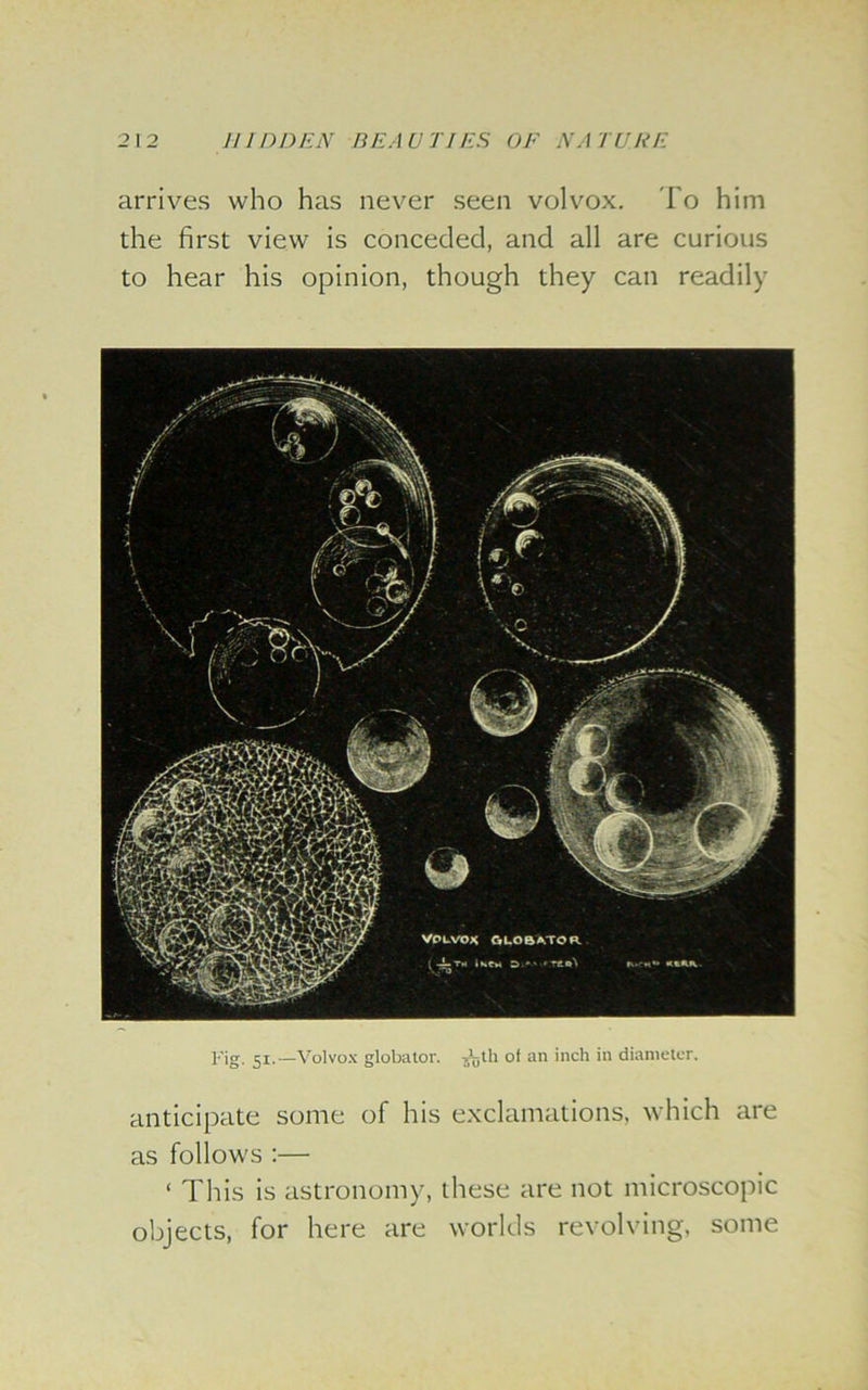 arrives who has never seen volvox. To him the first view is conceded, and all are curious to hear his opinion, though they can readily Fig. 5i. —Volvox globator. -g^jth of an inch in diameter. anticipate some of his exclamations, which are as follows :— ‘ This is astronomy, these are not microscopic objects, for here are worlds revolving, some