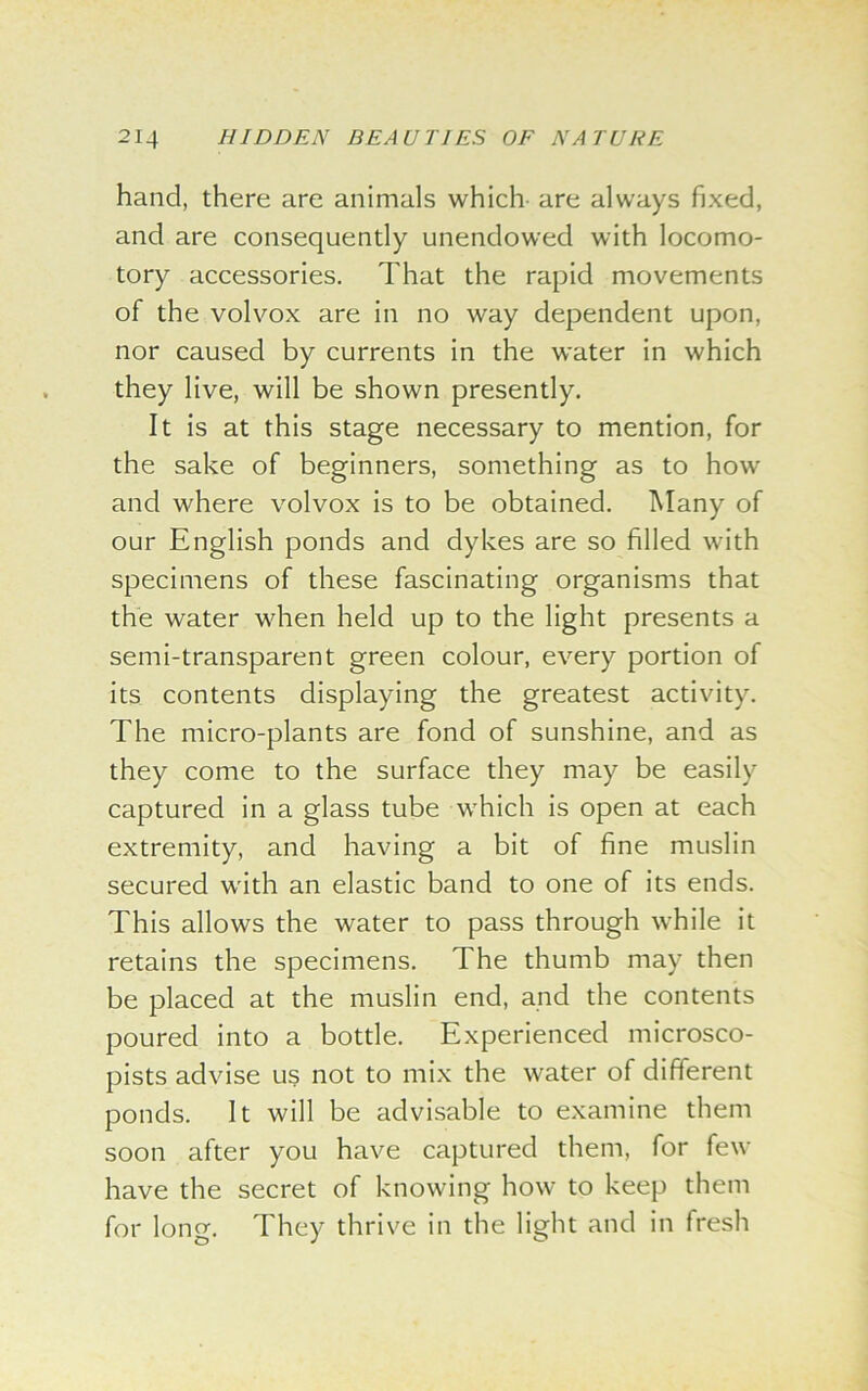 hand, there are animals which- are always fixed, and are consequently unendowed with locomo- tory accessories. That the rapid movements of the volvox are in no way dependent upon, nor caused by currents in the water in which they live, will be shown presently. It is at this stage necessary to mention, for the sake of beginners, something as to how and where volvox is to be obtained. Many of our English ponds and dykes are so filled with specimens of these fascinating organisms that the water when held up to the light presents a semi-transparent green colour, every portion of its contents displaying the greatest activity. The micro-plants are fond of sunshine, and as they come to the surface they may be easily captured in a glass tube which is open at each extremity, and having a bit of fine muslin secured with an elastic band to one of its ends. This allows the water to pass through while it retains the specimens. The thumb may then be placed at the muslin end, and the contents poured into a bottle. Experienced microsco- pists advise us not to mix the water of different ponds. It will be advisable to examine them soon after you have captured them, for few have the secret of knowing how to keep them for long. They thrive in the light and in lresh
