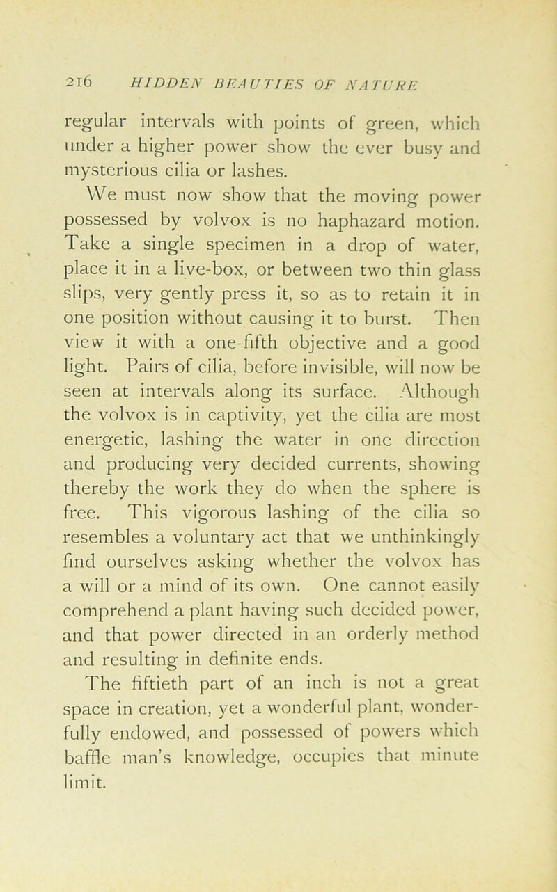 regular intervals with points of green, which under a higher power show the ever busy and mysterious cilia or lashes. We must now show that the moving power possessed by volvox is no haphazard motion. Take a single specimen in a drop of water, place it in a live-box, or between two thin glass slips, very gently press it, so as to retain it in one position without causing it to burst. Then view it with a one-fifth objective and a good light. Pairs of cilia, before invisible, will now be seen at intervals along its surface. Although the volvox is in captivity, yet the cilia are most energetic, lashing the water in one direction and producing very decided currents, showing thereby the work they do when the sphere is free. This vigorous lashing of the cilia so resembles a voluntary act that we unthinkingly find ourselves asking whether the volvox has a will or a mind of its own. One cannot easily comprehend a plant having such decided power, and that power directed in an orderly method and resulting in definite ends. The fiftieth part of an inch is not a great space in creation, yet a wonderful plant, wonder- fully endowed, and possessed of powers which baffle man’s knowledge, occupies that minute limit.