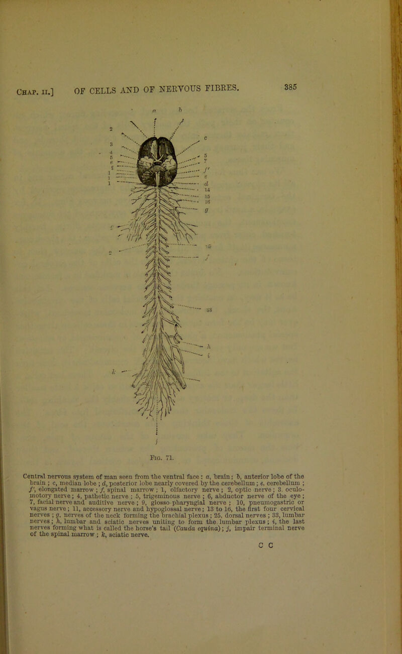 h i Fio. 71. CenlDil nervous system of man seen from the ventral face : a, brain; h, anterior lobe of the brain ; c, median lobe ; d, posterior lobe nearly covered by the cerebellum; e, cerebellum ; elongated marrow ; /, spinal marrow ; 1, olfactory nerve ; 2, optic nerve; 3, oculo- motory nerve; 4, pathetic nerve ; 5, trigeminous nerve ; 6, abductor nerve of the eye; 7, facial nerve and auditive nerve; 9, glossopliaryugial neive ; 10, pneuraogastrio or vagus nerve; 11, accessory nerve and hypoglossal nerve; 13 to 16, the first four cervical nerves ; g. ncrv'es of the neck forming the brachial plexus; 25, dorsal nerves ; 33, lumbar nerves; h, lumbar and sciatic nerves uniting to form the lumbar plexus; t, the last nerves forming what is called the horse’s tail (Cauda equina); j, impair terminal nerve of the spinal marrow ; k, sciatic nerve. C C