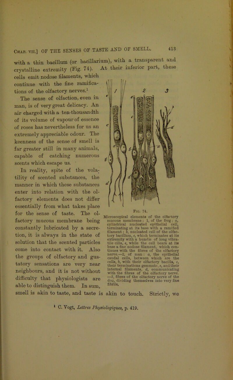 with a thin bacillum (or bacillarium), with a transparent and crystalline extremity (Fig. 74). At their inferior part, these cells emit nodose filaments, which continue with the fine ramifica- tions of the olfactory nerves.^ The sense of olfaction, even in man, is of very great delicacy. An air charged with a ten-thousandth of its volume of vapour of essence of roses has nevertheless for us an extremely appreciable odour. The keenness of the sense of smell is far greater still in many animals, capable of catching numerous scents which escape us. ' In reality, spite of the vola^ tility of scented substances, the manner in which these substances enter into relation with the ol- factory elements does not differ essentially from what takes place for the sense of taste. The ol- factory mucous membrane being constantly lubricated by a secre- tion, it is always in the state of solution that the scented particles come into contact with it. Also the groups of olfactory and gus- tatory sensations are very near neighbom-s, and it is not without difiiculty that physiologists are able to distinguish them. In sum, smell is akin to taste, and taste ii Fid. 74. Microscopical elements of the olfactory mucous membrane ; 1, of the frog ; a, cylindrical nucleated epithelial cell, terminating at its base with a ramified filament; b, nucleated cell of the olfac- tory bacillum, c, which terminates at its extremity with a bundle of long vibra- tile cilia, e, while the cell bears at its base a fine nodose filament, which con- tinues with the fibres of the olfactory nerve.—2, of man : a, the epitheli^ caudal cells, between which are the cells, 6, with their olfactory bacilla, c, their terminations gemmate, e, and their internal filaments, d, communicating with the fibres of the olfactory nerve. —3, fibres of the olfactory nerve of the dog, dividing themselves into very fine fibrils. akin to touch. Strictly, wo ' C. Vogt, Lettres Physiologiqv£s, p. 419.