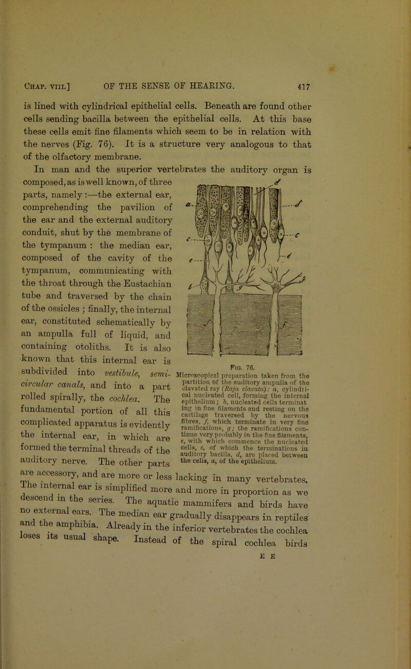 is lined with cylindxdcal epithelial cells. Beneath are found othei’ cells sending bacilla between the epithelial cells. At this base these cells emit fine filaments which seem to be in relation with the nerves (Fig. 76). It is a structure very analogous to that of the olfactory membrane. In man and the superior vertebrates the auditory organ is composed, as is well known, of three parts, namely:—the external eai’, comprehending the pavilion of the ear and the external auditory conduit, shut by the membrane of the tympanum : the median ear, composed of the cavity of the tympanum, communicating with the throat through the Eustachian tube and traversed by the chain of the ossicles ; finally, the internal ear, constituted schematically by an ampulla full of liquid, and containing otoliths. It is also known that this internal ear is subdivided into vestibule, semi- Micmscopical preparation taken from the dradav canah, and into a part i-olled spirally, the coMm. The fundamental portion of all tbi<j fine filaments and resting on the u i tuj. bins cartilage traversed by the nervous complicated apparatus isp-mVlpn+lTr fit>»'®s, /, which terminate in very line iseviaently ramifications, <7; the ramifications con- the internal ear, in which oro tinue very probably in the fine filaments, . ' e, with which commence the nucleated tormed the terminal thrpflfits nf tha cells, c, of tvhich the terminations in ,. ® auditory bacilla, <f, are placed between auditory nerve. The other parts ceils, a, of the epithelium. ai-e accessoiy, and are more or less lacking in many vertebrates. The internal ear is simplified more and more in proportion as we escen in t e series. The aquatic mammifers and birds have no external ears. The median ear gradually disappears in reptiles and the amphibia. Already in the inferior vertebrates the cochlea loses Its usual shape. Instead of the spiral cochlea birds