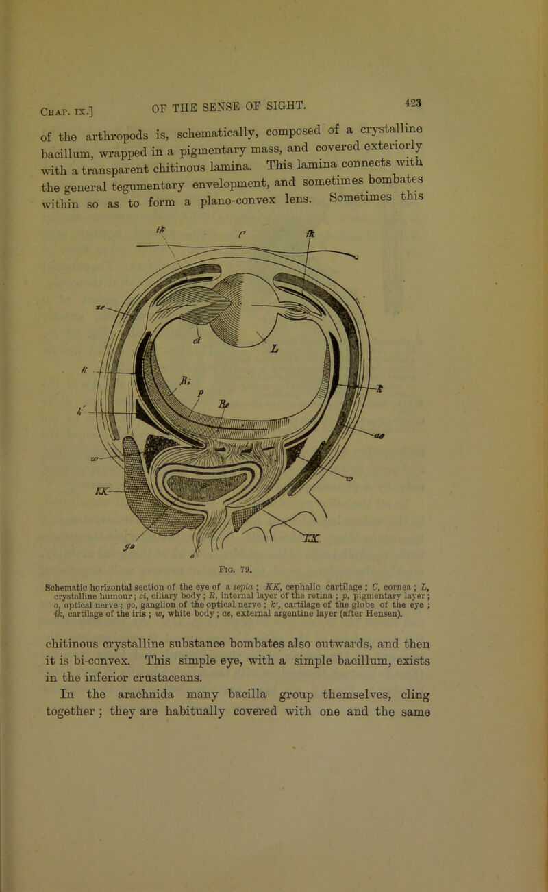 of the arthropods is, schematically, composed of a crystalline bacillum, wrapped in a pigmentary mass, and covered exteriorly with a transparent chitinous lamina. This lamina^ connects with the general tegumentary envelopment, and sometimes bombates within so as to form a plano-convex lens. Sometimes this Fig. 79. Schematic horizontal section of the eye of a sepia ; KK, cephalic cartilage ; C, cornea ; L, crystalline humour; ci, ciliary body; R, internal layer of the retina ; p, pigmentary layer; 0, optical nerve ; go, ganglion of the optical nerve ; fc', cartilage of the globe of the eye ; ik, cartilage of the iris ; w, white body; ae, external argentine layer (after Hensen). chitinous crystalline substance bombates also outwards, and then it is bi-convex. This simple eye, with a simple bacillum, exists in the inferior crustaceans. In the arachnida many bacilla group themselves, cling together; they are habitually covered with one and the same