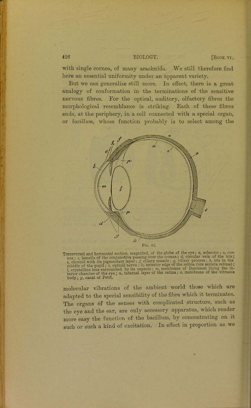 with single cornea, of many arachnida. We still therefore find here an essential uniformity under an apparent variety. But we can generalise still more. In effect, there is a great analogy of conformation in the terminations of the sensitive nervous fibres. For the optical, auditory, olfactory fibres the morphological resemblance is striking. Each of these fibres ends, at the periphery, in a cell connected with a special organ, or bacillum, whose function probably is to select among the TRmsversjrl and horizontal section, magnified, of the globe of the eye; a, sclerotic ; o, cor- nea • c lamella of the conjunctiva passing over the cornea; d, circular vein of the ms; e. choroid with its pigmentary layer; /, ciliary muscle ; ff, ciliary process ; h, ms m the middle of the pupil; i, optical nerve ; k, anterior edge of the retina (ora serrata retina); I crystalline lens surrounded by its capsule; m, membrane of Descemet lining the in- terior chamber of the eye; ti, internal layer of the retina; o, membrane of the vitreous body; p, canal of Petit, molecular vibrations of the ambient world those which are adapted to the special sensibility of the fibre which it terminates. The organs of the senses with complicated structure, such as the eye and the ear, are only accessory apparatus, which render more easy the function of the bacillum, by concentrating on it such or such a kind of excitation. In effect in proportion as we