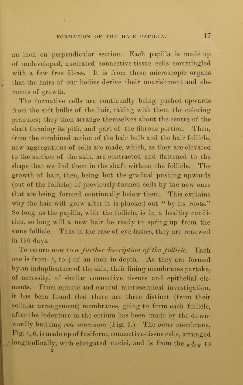 an inch on perpendicular section. Each papilla is made up of undeveloped, nucleated connective-tissue cells commingled with a few free fibres. It is from these microscopic organs that the hairs of our bodies derive their nourishment and ele- ments of growth. The formative cells are continually being pushed upwards from the soft bulbs of the hair, taking with them the coloring granules; they then arrange themselves about the centre of the shaft forming its pith, and part of the fibrous portion. Then, from the combined action of the hair bulb and the hair follicle, new aggregations of cells are made, which, as they are elevated to the surface of the skin, are contracted and flattened to the shape that we find them in the shaft without the follicle. The growth of hair, then, being but the gradual pushing upwards (out of the follicle) of previously-formed cells by the new ones that are being formed continually below them. This explains why the hair will grow after it is plucked out “ by its roots.” So long as the papilla, with the follicle, is in a healthy condi- tion, so long will a new hair be ready to spring up from the same follicle. Thus in the case of eye-lashes, they are renewed in 150 days. To return now to a f urther description of the follicle. Each one is from to £ of an inch in depth. As they are formed by an induplicature of the skin, their lining membranes partake, of necessity, of similar connective tissues and epithelial ele- ments. From minute and careful microscopical investigation, it has been found that there are three distinct (from their cellular arrangement) membranes, going to form each follicle, after the indenture in the corium has been made by the down- wardly budding rete mucosum (Fig. 3.) The order membrane, Fig. 4,6, is made up of fusiform, connective-tissue cells, arranged longitudinally, with elongated nuclei, and is from the to 2