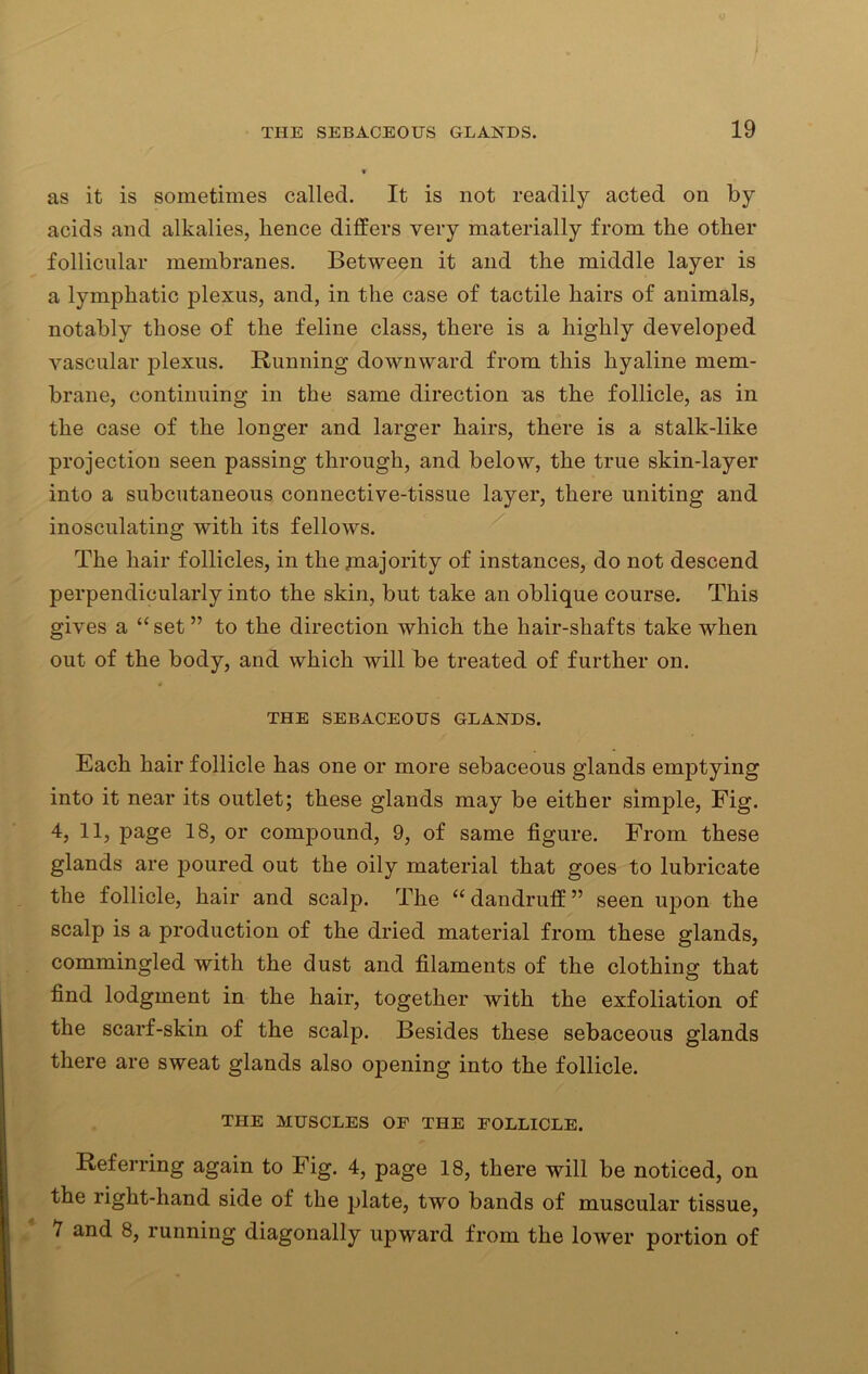 as it is sometimes called. It is not readily acted on by acids and alkalies, hence differs very materially from the other follicular membranes. Between it and the middle layer is a lymphatic plexus, and, in the case of tactile hairs of animals, notably those of the feline class, there is a highly developed vascular plexus. Running downward from this hyaline mem- brane, continuing in the same direction as the follicle, as in the case of the longer and larger hairs, there is a stalk-like projection seen passing through, and below, the true skin-layer into a subcutaneous connective-tissue layer, there uniting and inosculating with its fellows. The hair follicles, in the majority of instances, do not descend perpendicularly into the skin, but take an oblique course. This gives a “ set ” to the direction which the hair-shafts take when out of the body, and which will be treated of further on. THE SEBACEOUS GLANDS. Each hair follicle has one or more sebaceous glands emptying into it near its outlet; these glands may be either simple, Fig. 4, 11, page 18, or compound, 9, of same figure. From these glands are poured out the oily material that goes to lubricate the follicle, hair and scalp. The “ dandruff ” seen upon the scalp is a production of the dried material from these glands, commingled with the dust and filaments of the clothing that find lodgment in the hair, together with the exfoliation of the scarf-skin of the scalp. Besides these sebaceous glands there are sweat glands also opening into the follicle. THE MUSCLES OF THE FOLLICLE. Referring again to Fig. 4, page 18, there will be noticed, on the right-hand side of the plate, two bands of muscular tissue, 1 and 8, running diagonally upward from the lower portion of